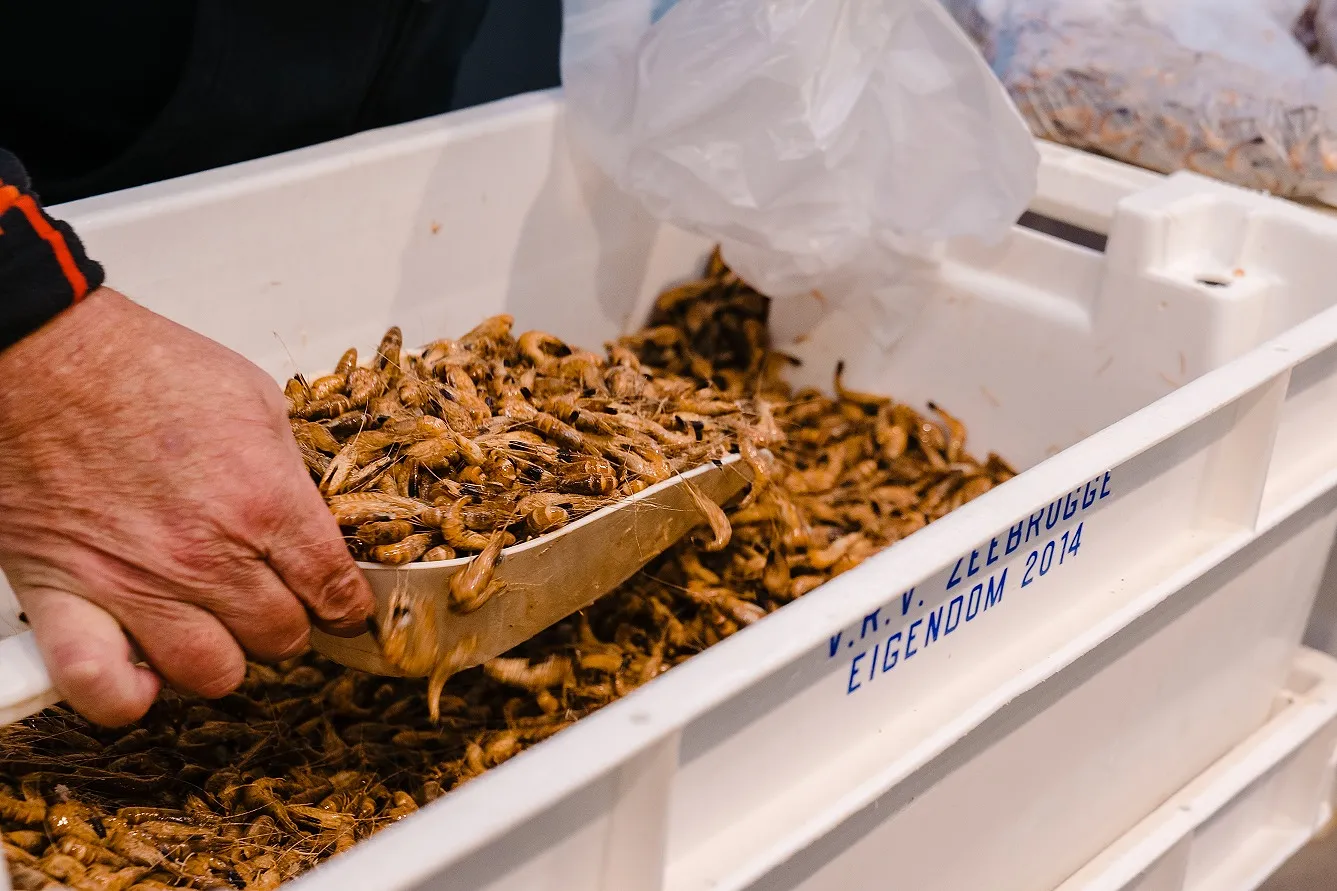 Un festival de la croquette de crevettes est organisé à Ostende