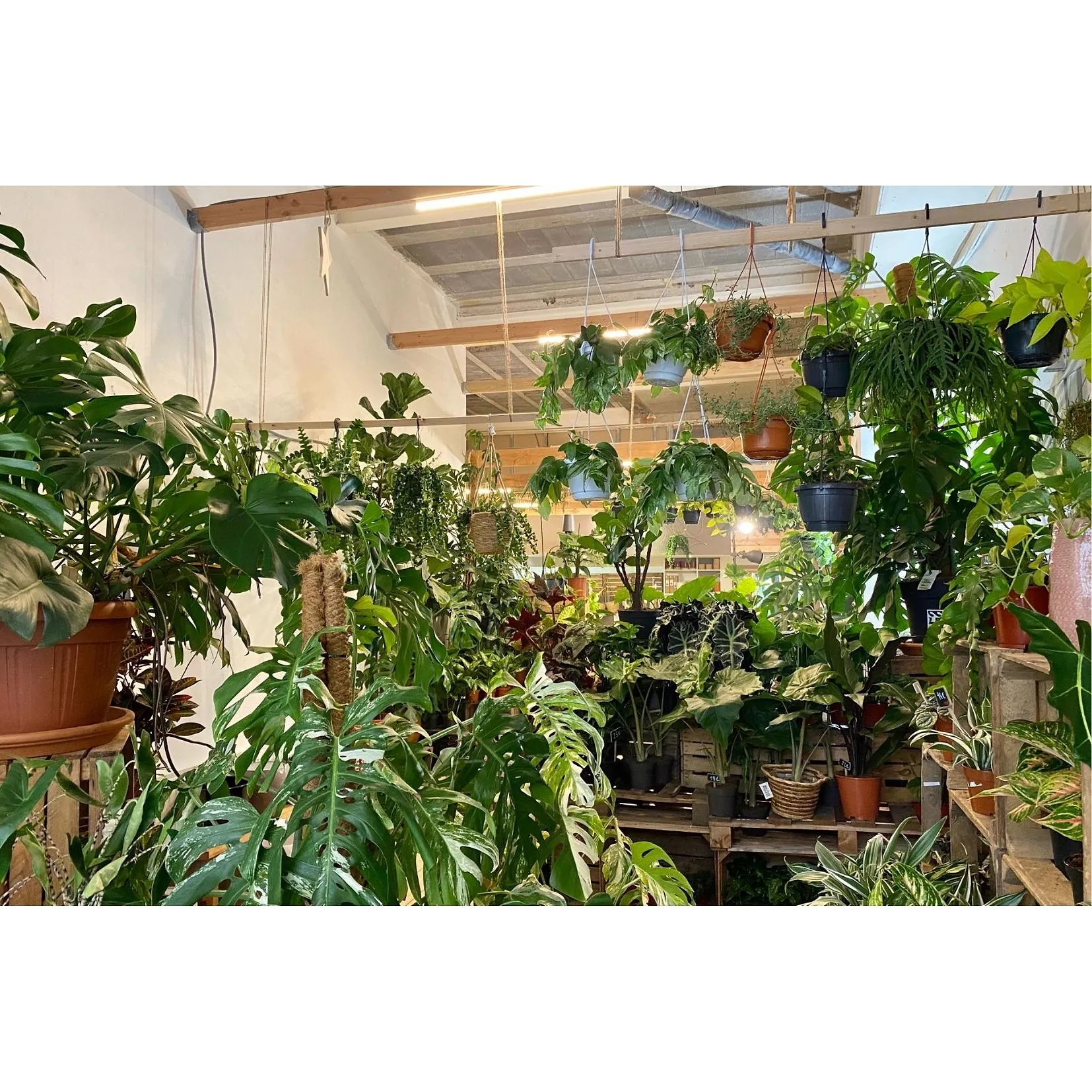 Jungle urbaine : comment les plantes vertes vont vous redonner le moral ? - Par Audrey Morard. Photos Unsplash, Audrey Chamot, Kevin Roy, Zoé Freund.