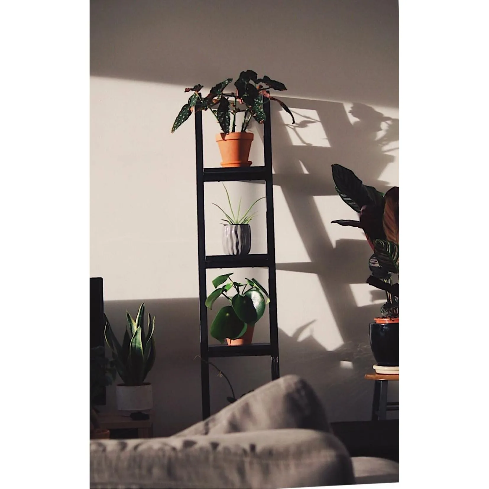 Jungle urbaine : comment les plantes vertes vont vous redonner le moral ? - Par Audrey Morard. Photos Unsplash, Audrey Chamot, Kevin Roy, Zoé Freund.