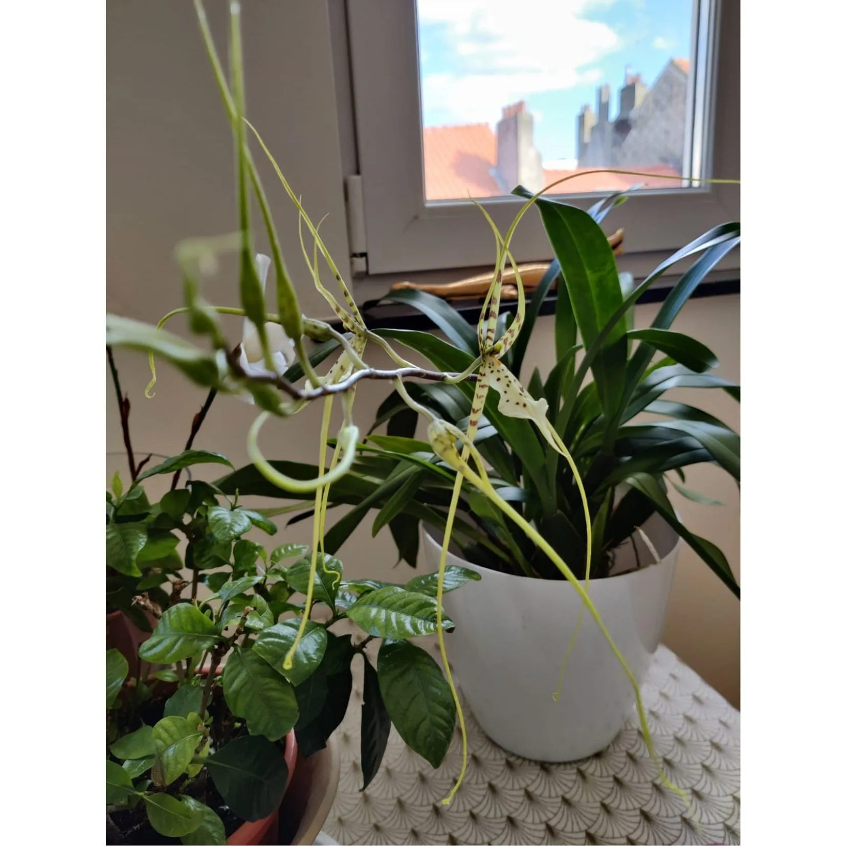 Jungle urbaine : comment les plantes vertes vont vous redonner le moral ? - Par Audrey Morard. Photos Unsplash, Audrey Chamot, Kevin Roy, Zoé Freund.