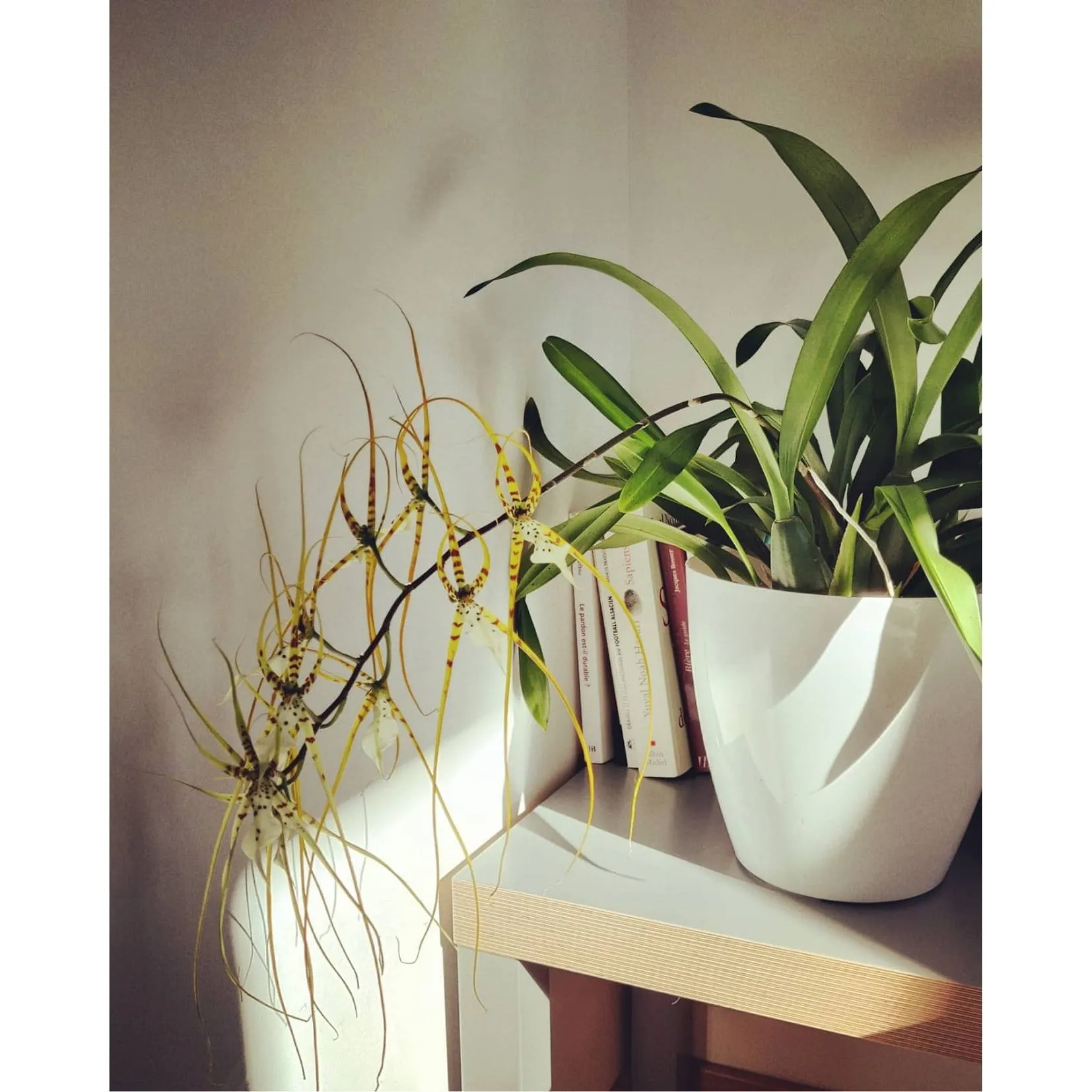 Jungle urbaine : comment les plantes vertes vont vous redonner le moral ? - Par Audrey Morard. Photos Unsplash, Audrey Chamot, Kevin Roy, Zoé Freund.