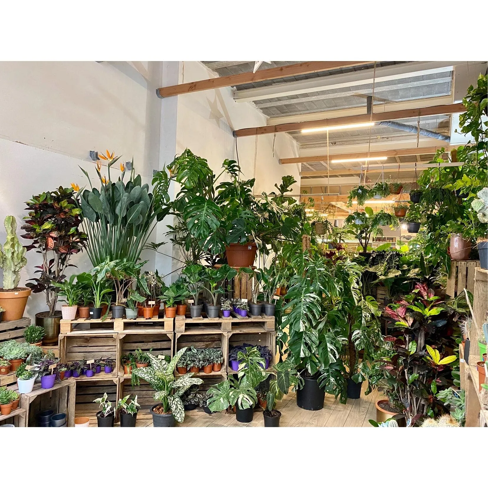 Jungle urbaine : comment les plantes vertes vont vous redonner le moral ? - Par Audrey Morard. Photos Unsplash, Audrey Chamot, Kevin Roy, Zoé Freund.