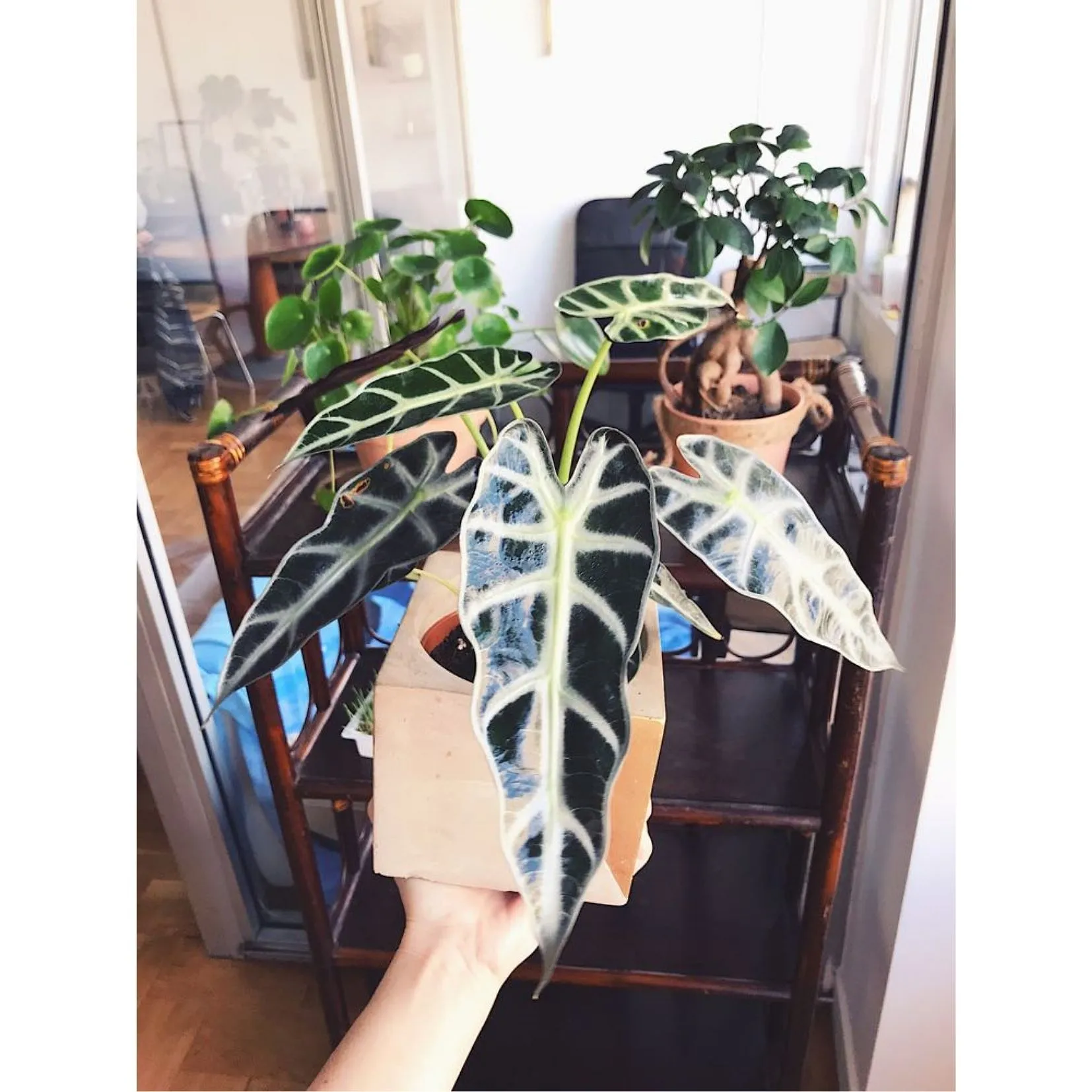 Jungle urbaine : comment les plantes vertes vont vous redonner le moral ? - Par Audrey Morard. Photos Unsplash, Audrey Chamot, Kevin Roy, Zoé Freund.