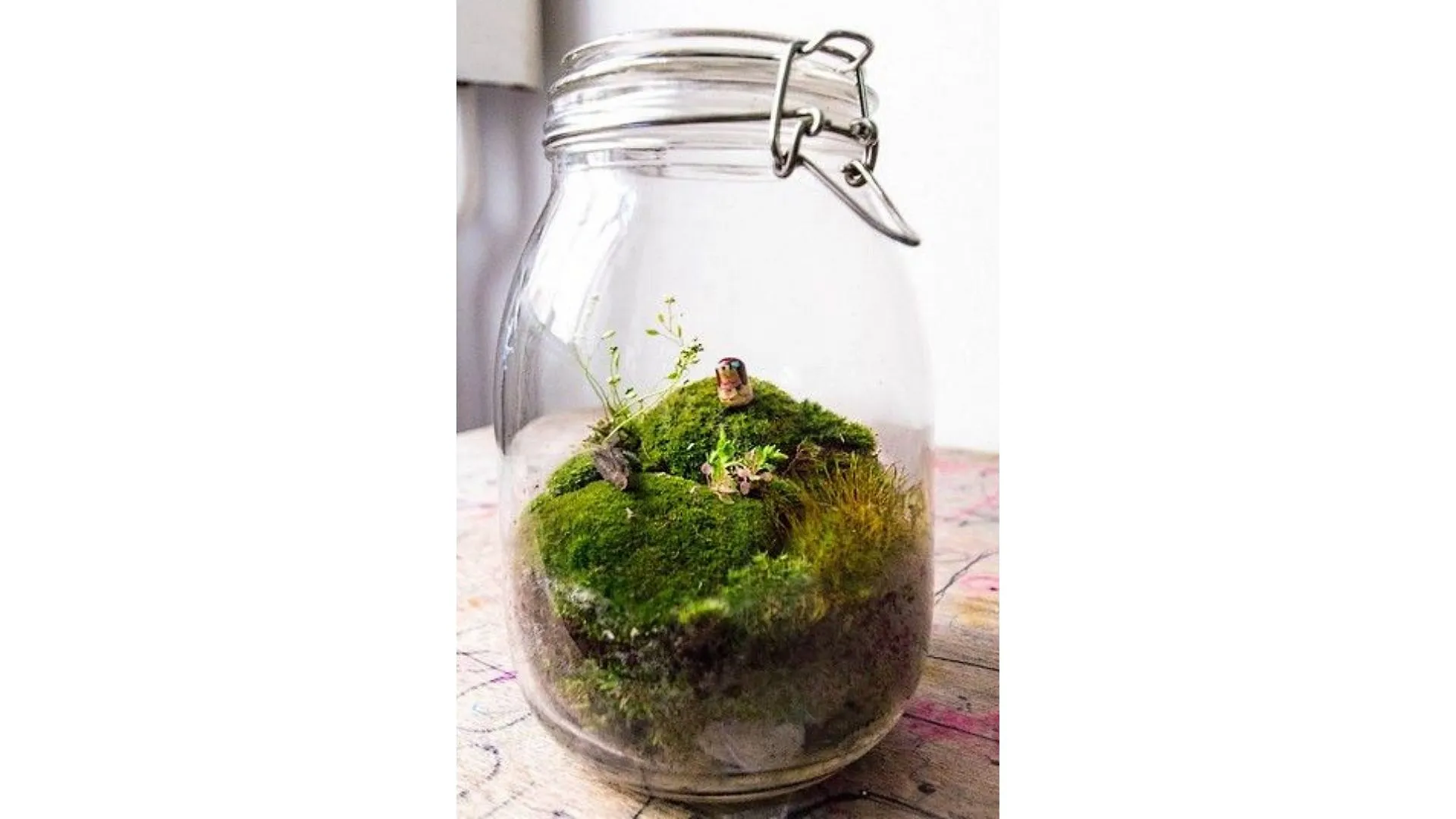 DIY : nos idées pour créer son propre terrarium - Par Anissa Hezzaz. Photo By Nielsen Ramon On Unsplash.