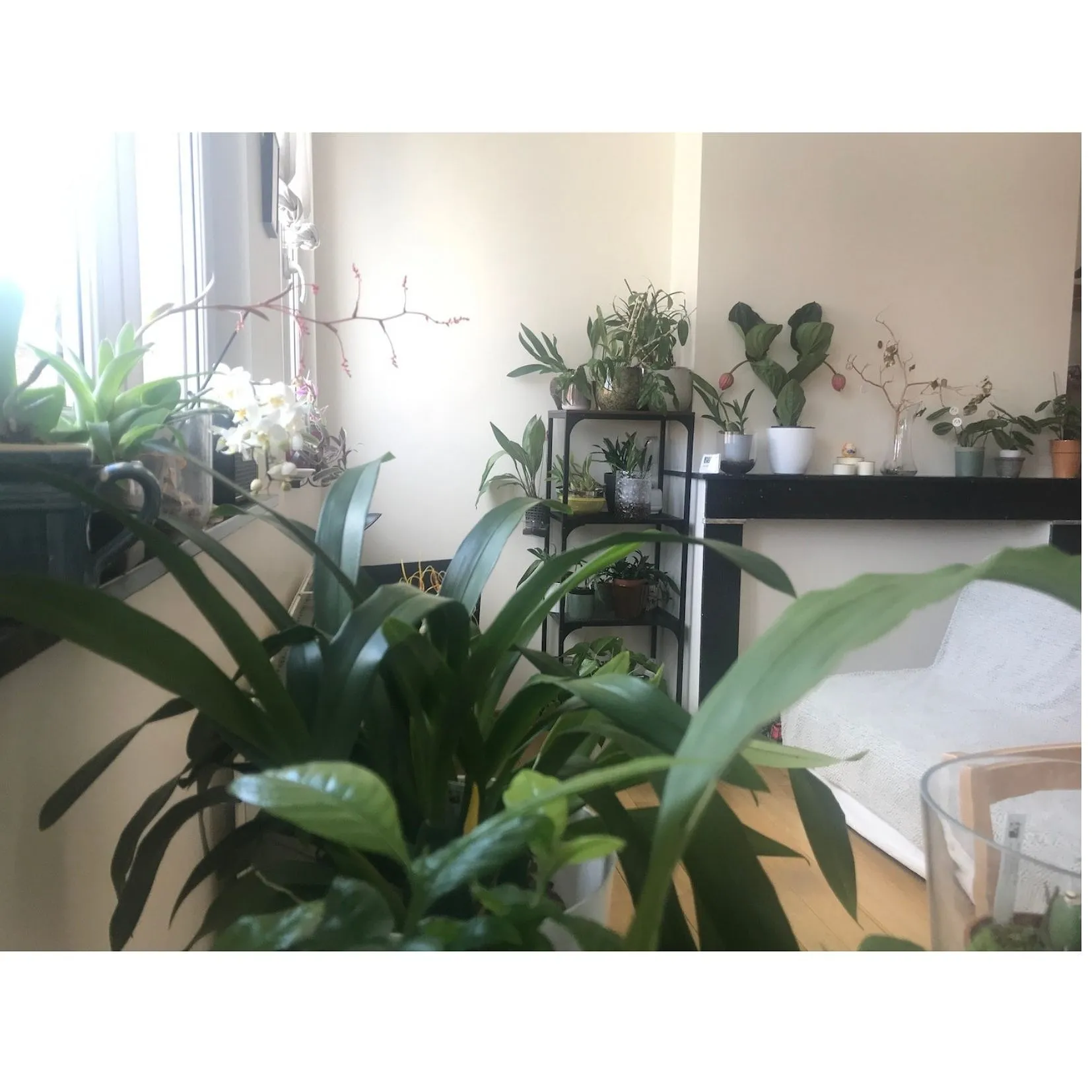 Jungle urbaine : comment les plantes vertes vont vous redonner le moral ? - Par Audrey Morard. Photos Unsplash, Audrey Chamot, Kevin Roy, Zoé Freund.