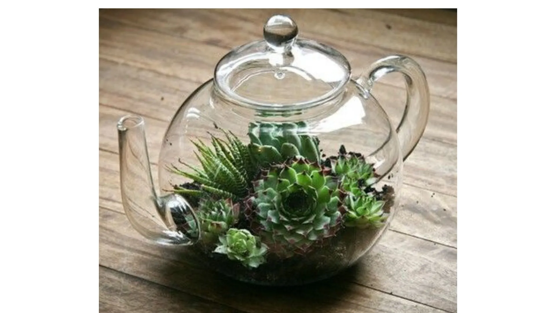 DIY : nos idées pour créer son propre terrarium - Par Anissa Hezzaz. Photo By Nielsen Ramon On Unsplash.