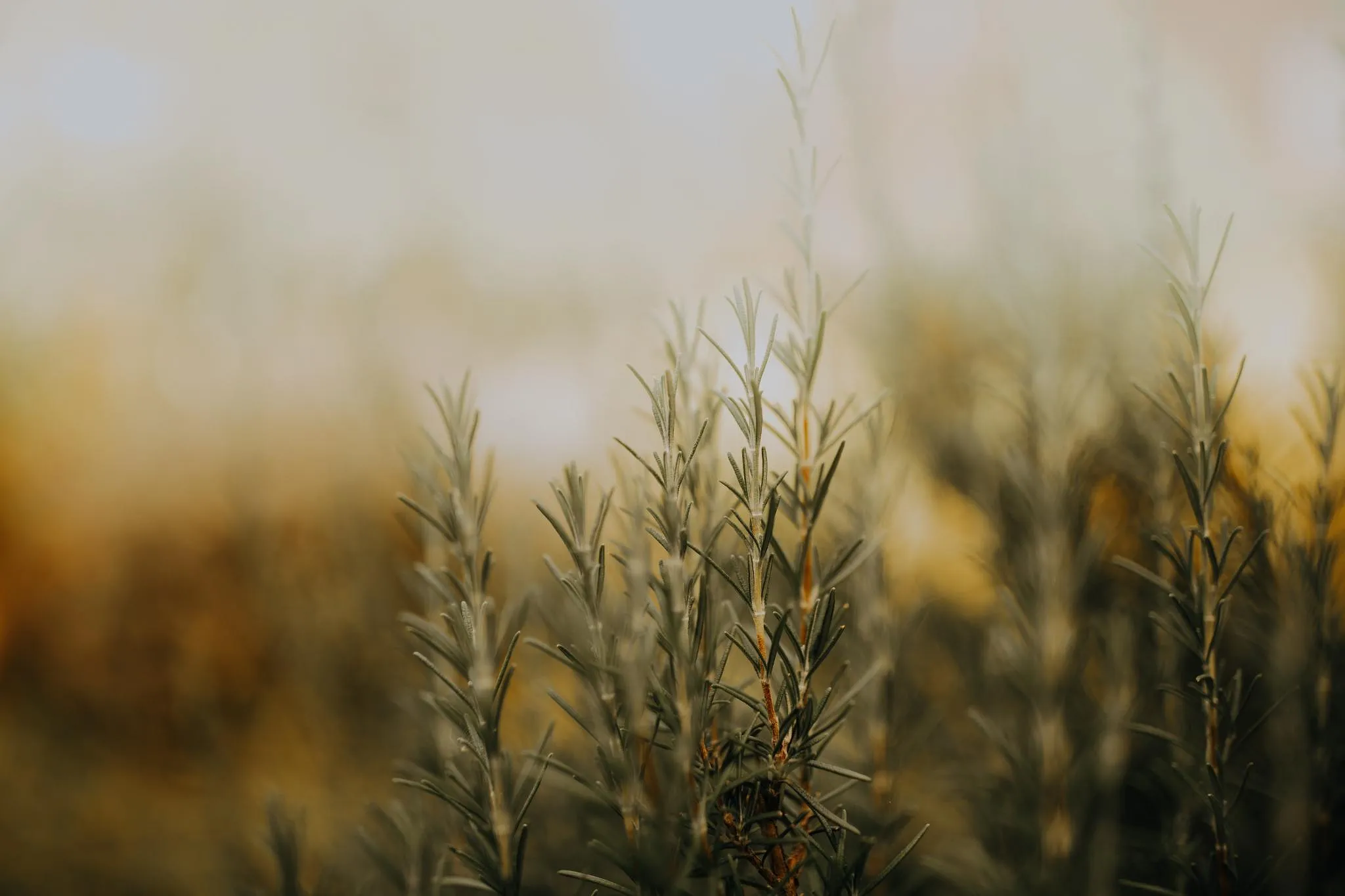 Ondes positives : quelles plantes d’intérieur pour un environnement Feng Shui ? - Par Celia Turpin. Credit Photo : Unsplash / Pixabay