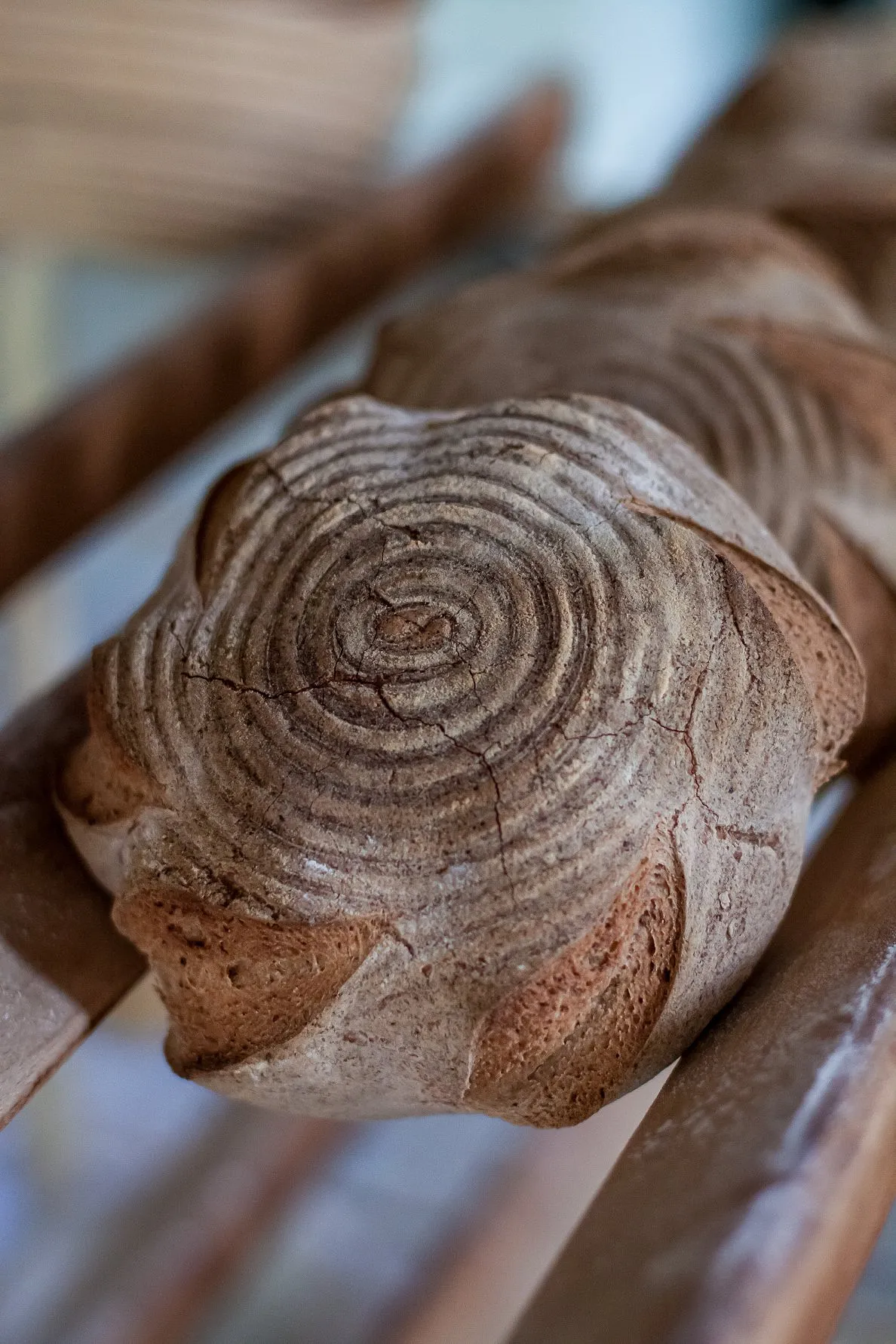 Quatre initiatives bio pour mieux nourrir les enfants - Par Laura Swysen Photos D.r.