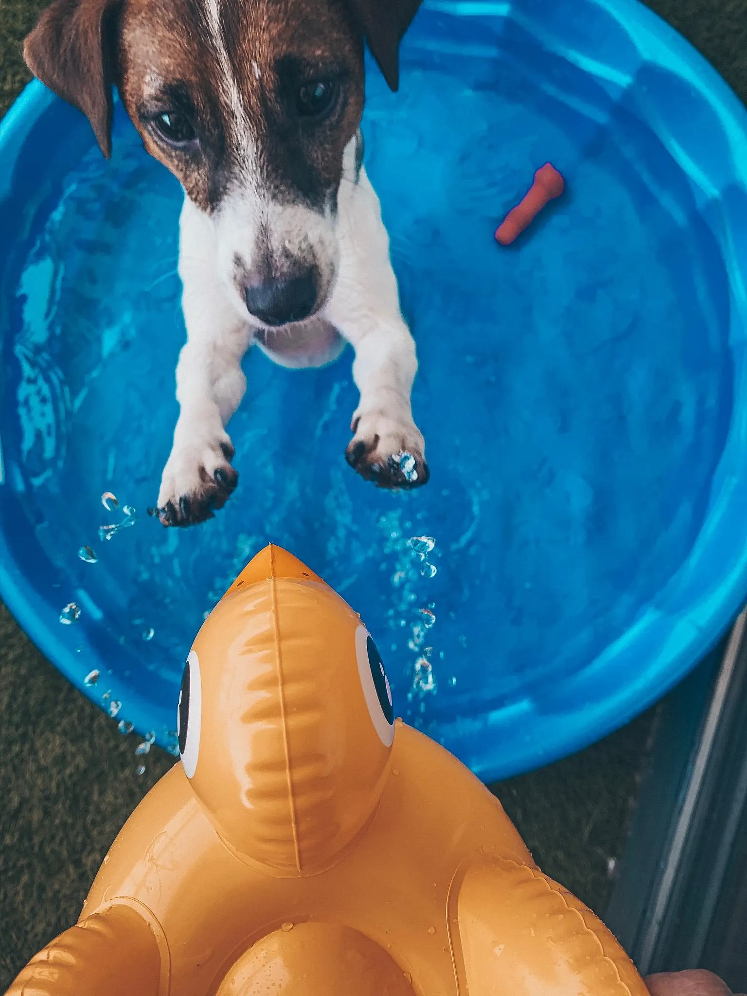 Comment protéger nos animaux de compagnie de la chaleur ? - Par Sigrid Descamps. Photo Ouverture : Stas Svechnikov Pour Unsplash.
