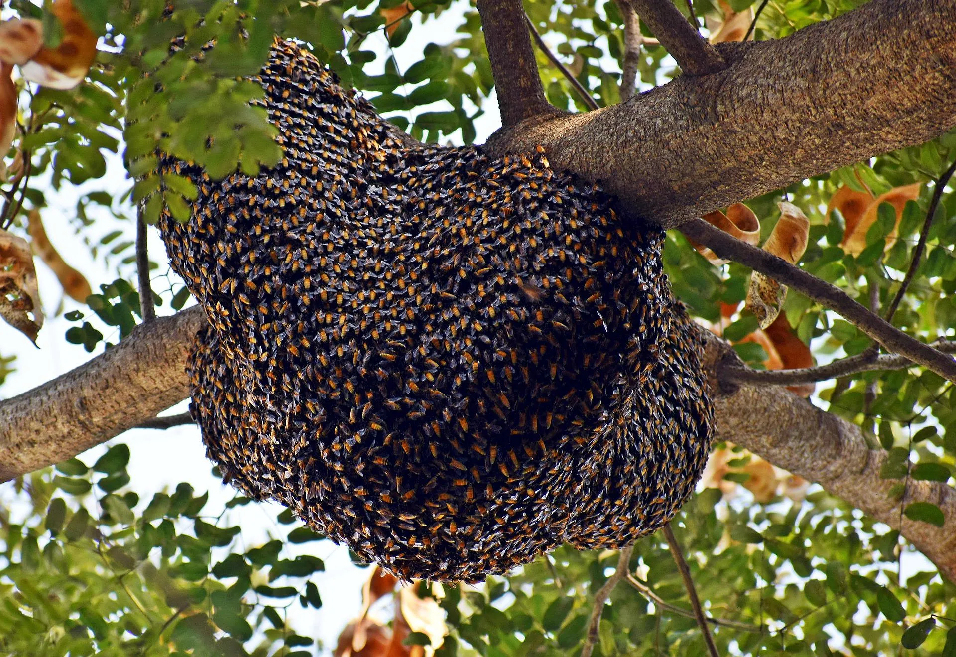 Nid de guêpes, de frelons, d’abeilles… Quand et qui appeler pour s’en débarrasser ? - Par Sigrid Descamps. Photo Victor Grabarczyk Pour Unsplash.