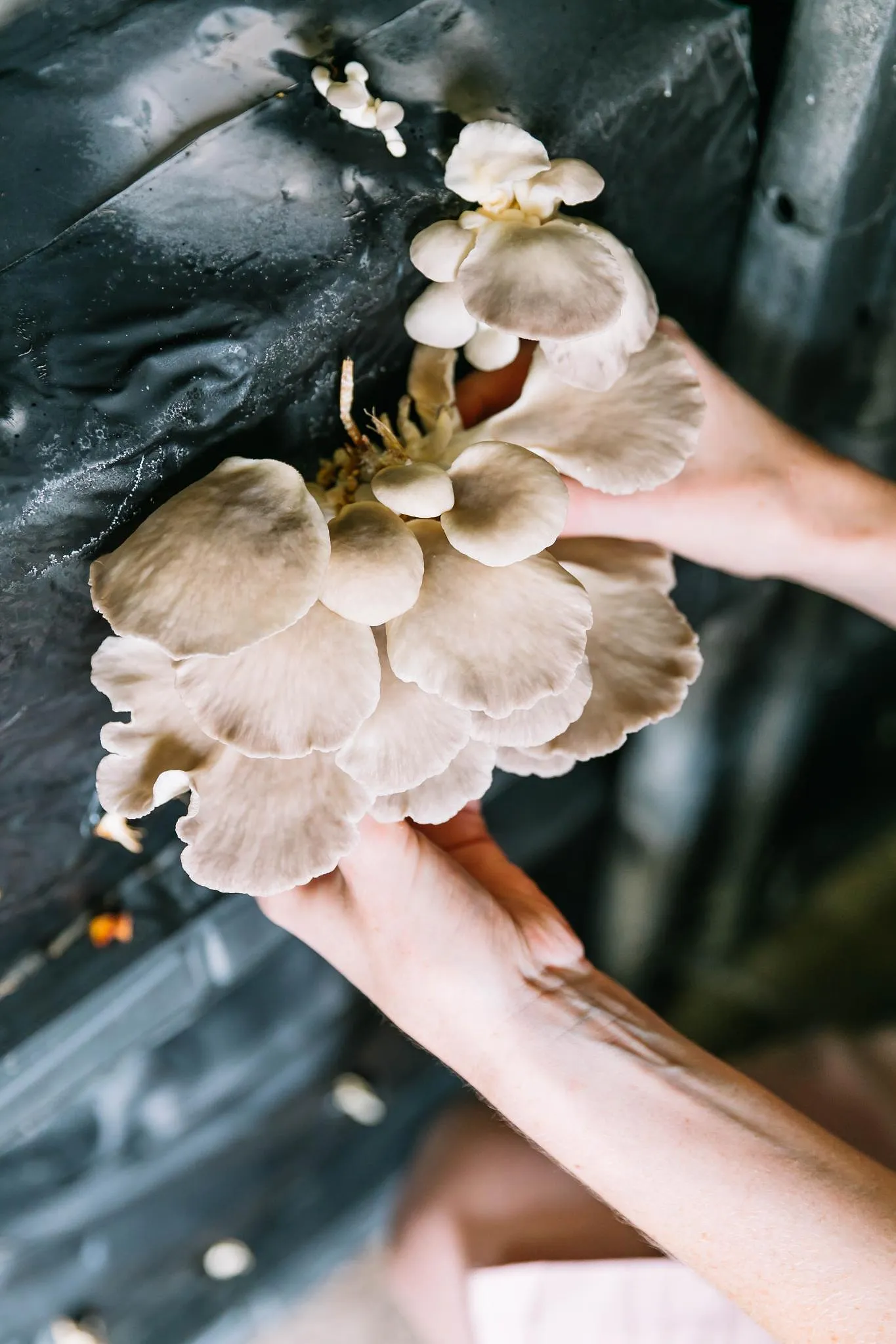 De la charcuterie à base de pleurotes, la nouvelle alternative à la viande belge et vegan - Ingrid Van Langhendonck, Photos Dr