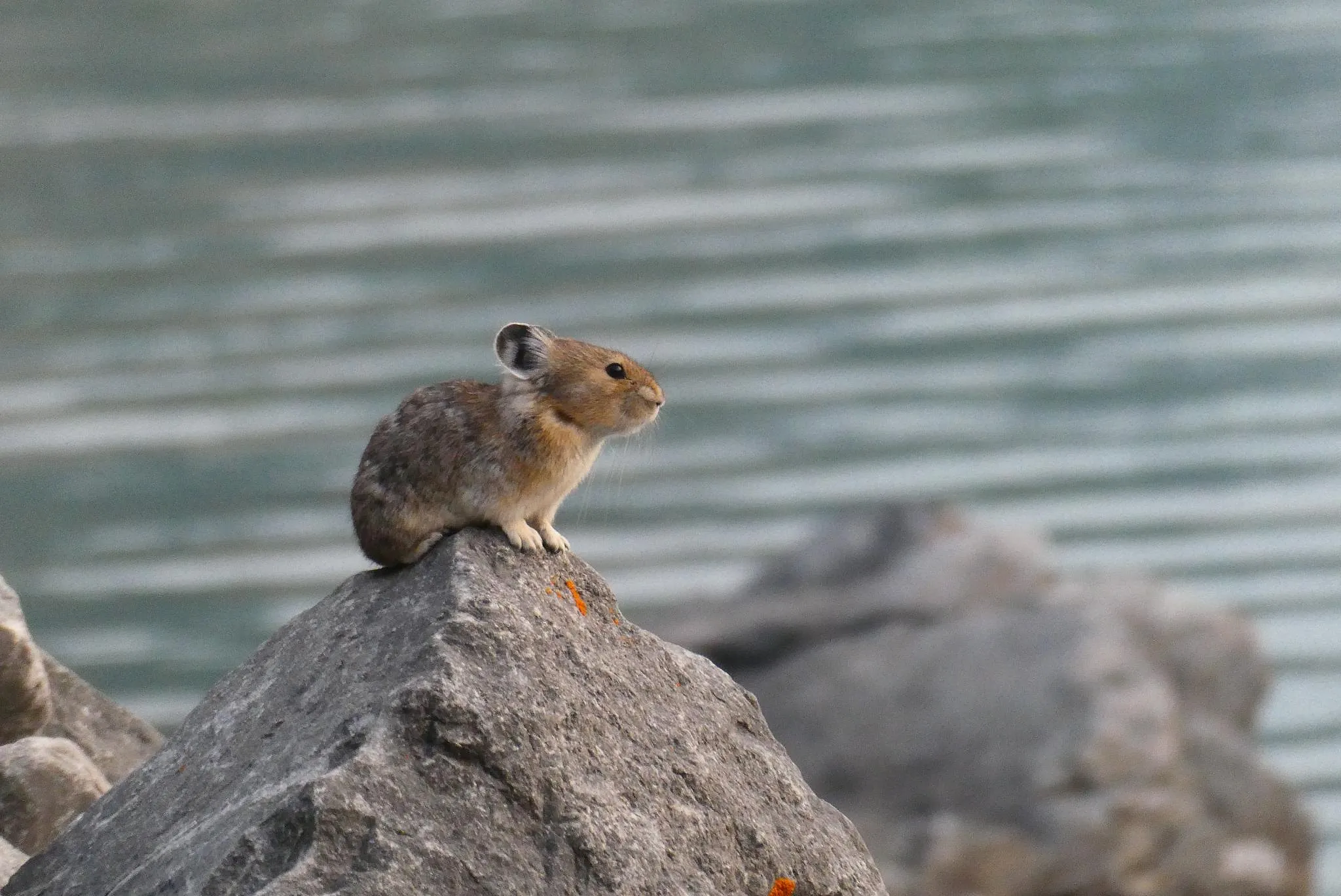 Quel animal a inspiré Pikachu de Pokémon ? - Coralie Lambret, Photo De Lia Sur Unsplash