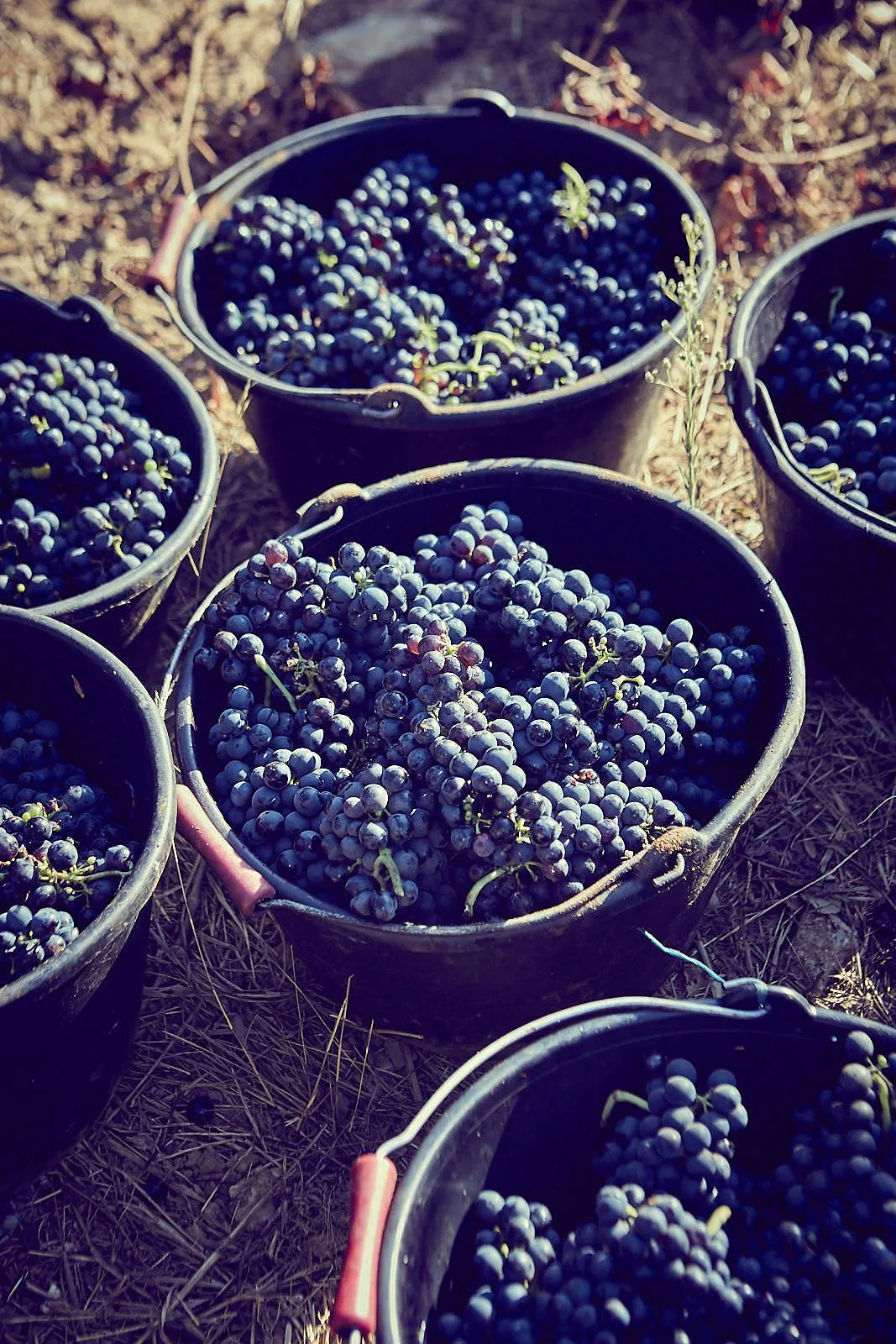 Pourquoi la maison Chanel produit-elle du vin? - Ingrid Van Langhendonck, Photos Chanel