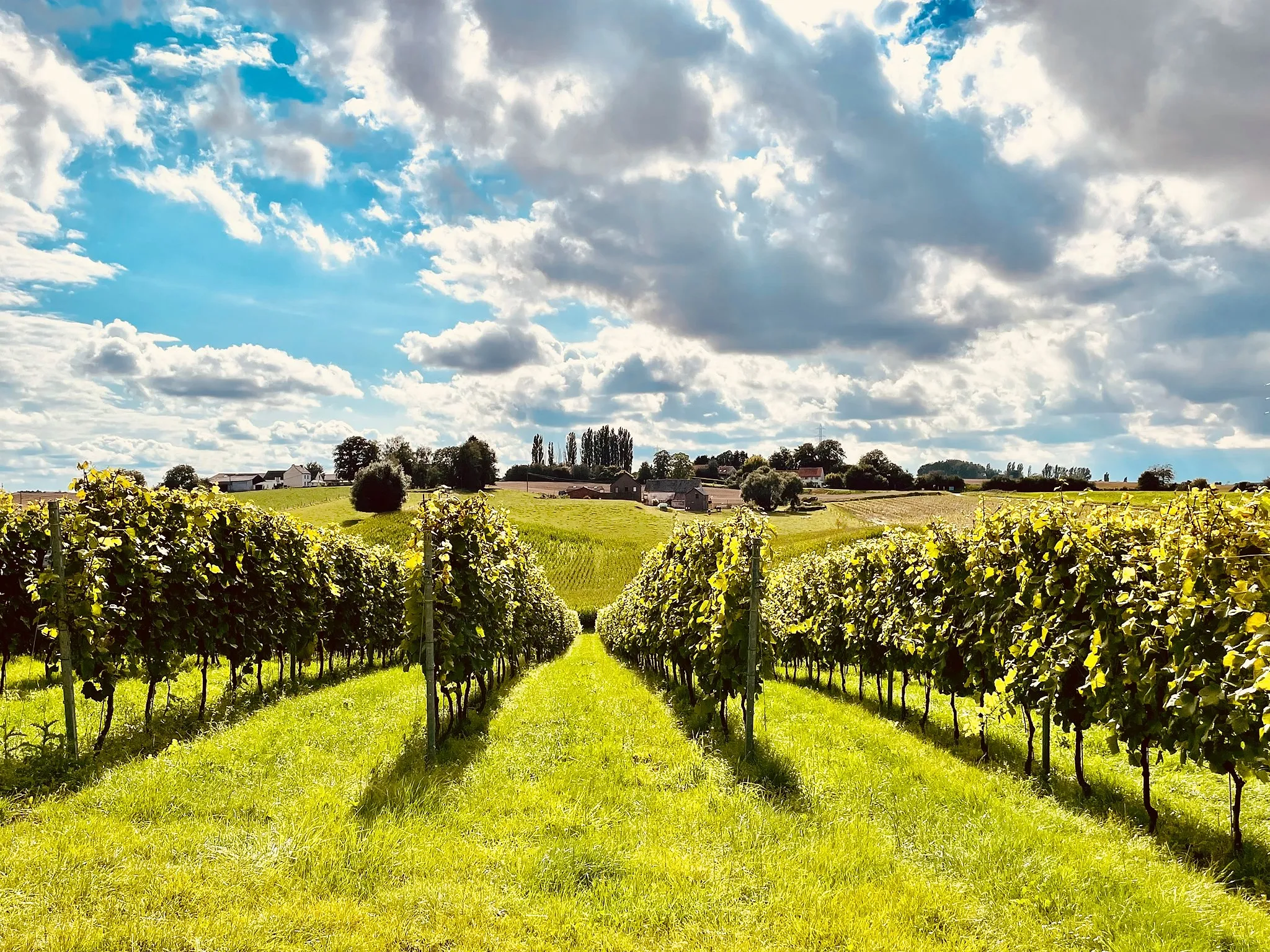Huit balades sur la route des vins wallons