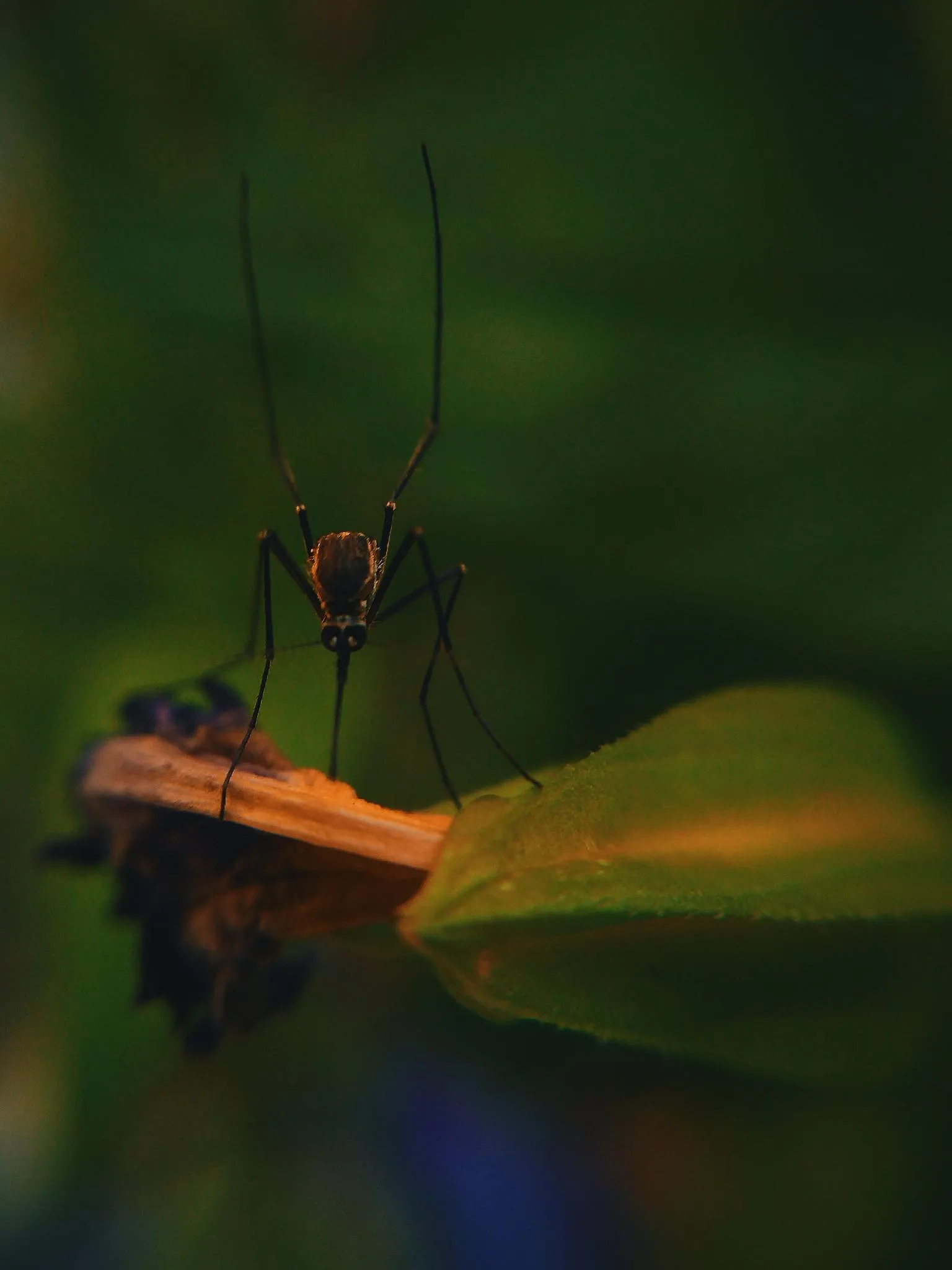 Cinq infos insolites sur les moustiques que vous ne saviez pas - Coralie Lambret , Photo : Erik Karits/Unsplash