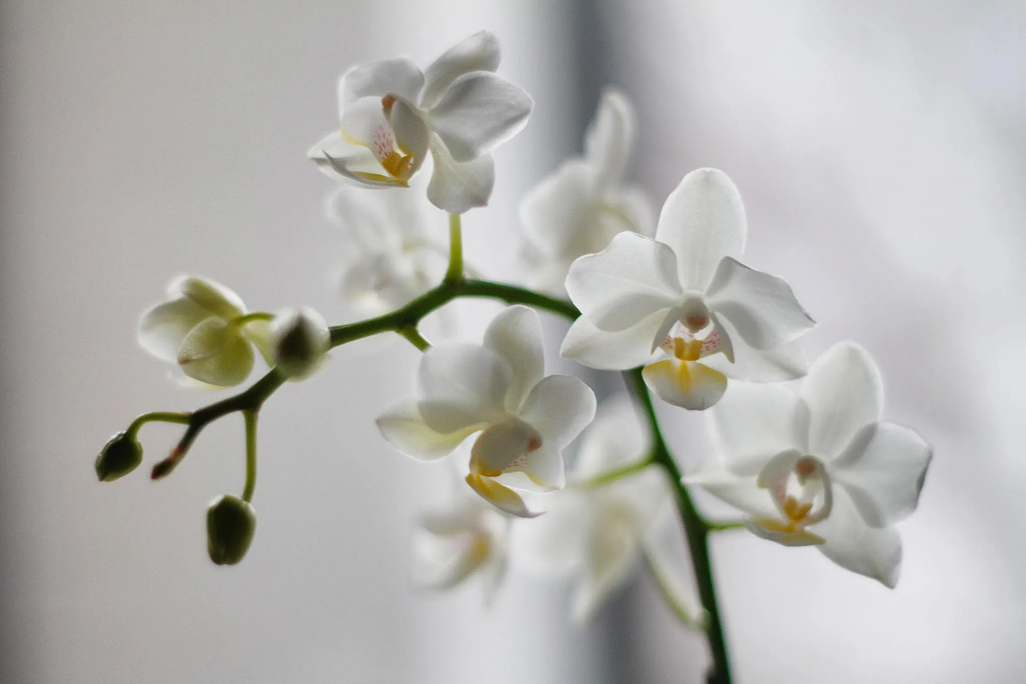Ondes positives : quelles plantes d’intérieur pour un environnement Feng Shui ? - Par Celia Turpin. Credit Photo : Unsplash / Pixabay