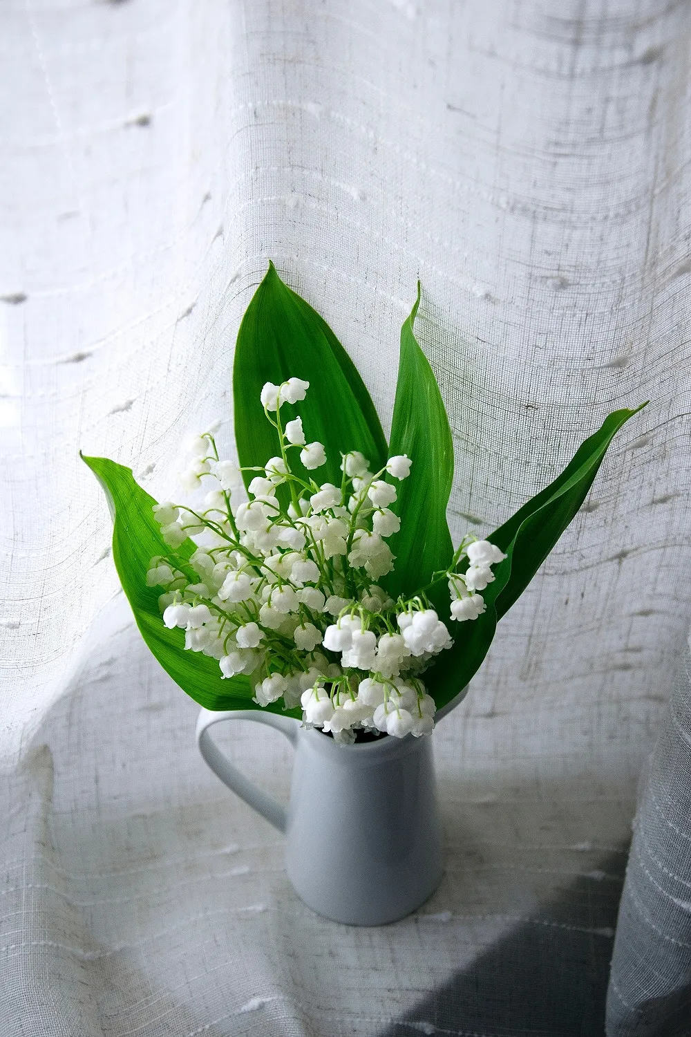 Pourquoi le prix du brin de muguet frôle l'indécence cette année - Ingrid Van Langhendonck, Photos Dr