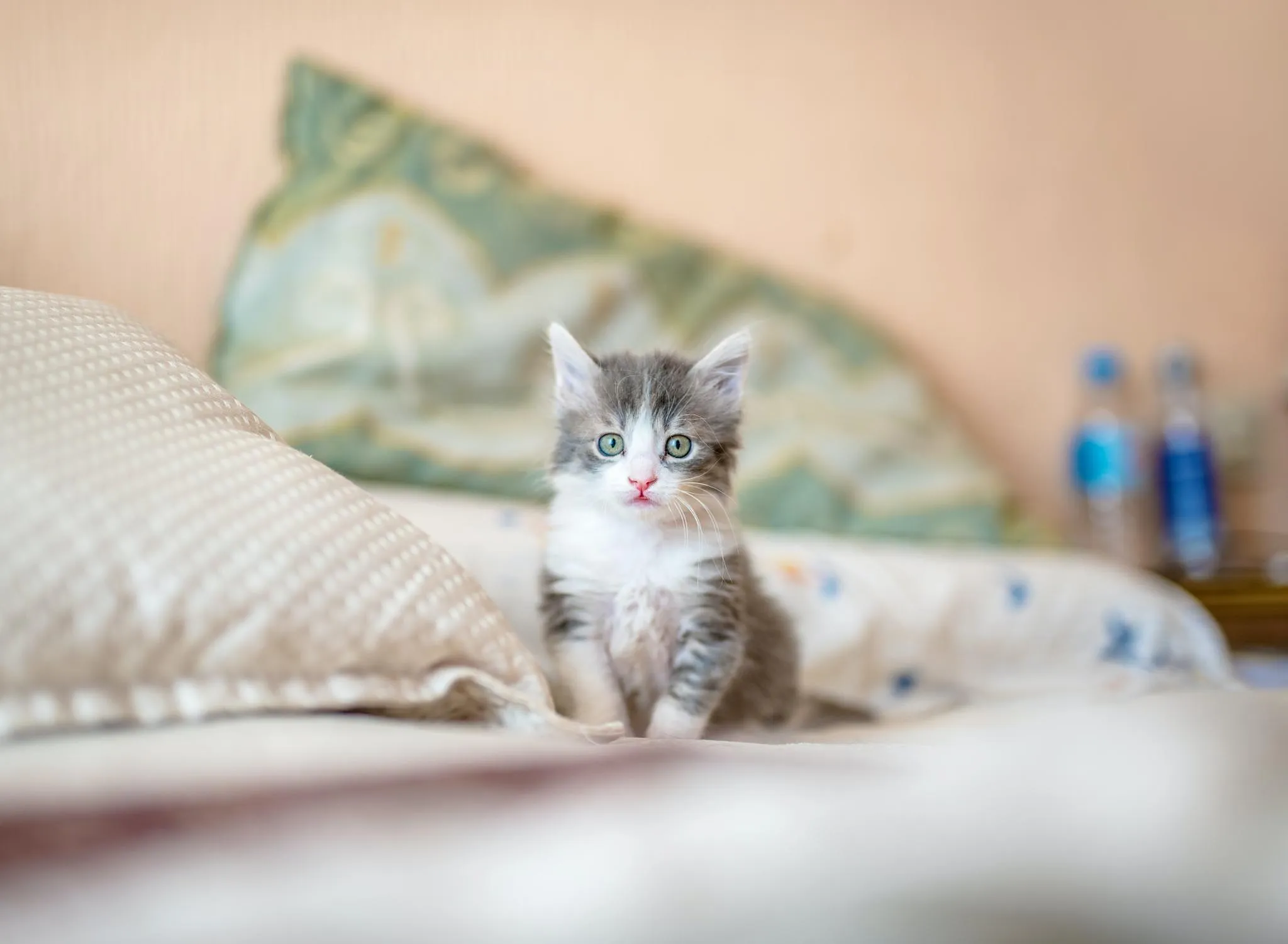 Journée Mondiale du Chat: comment donner un prénom original à son chaton - Ingrid Van Langhendonck, Photo Unsplash