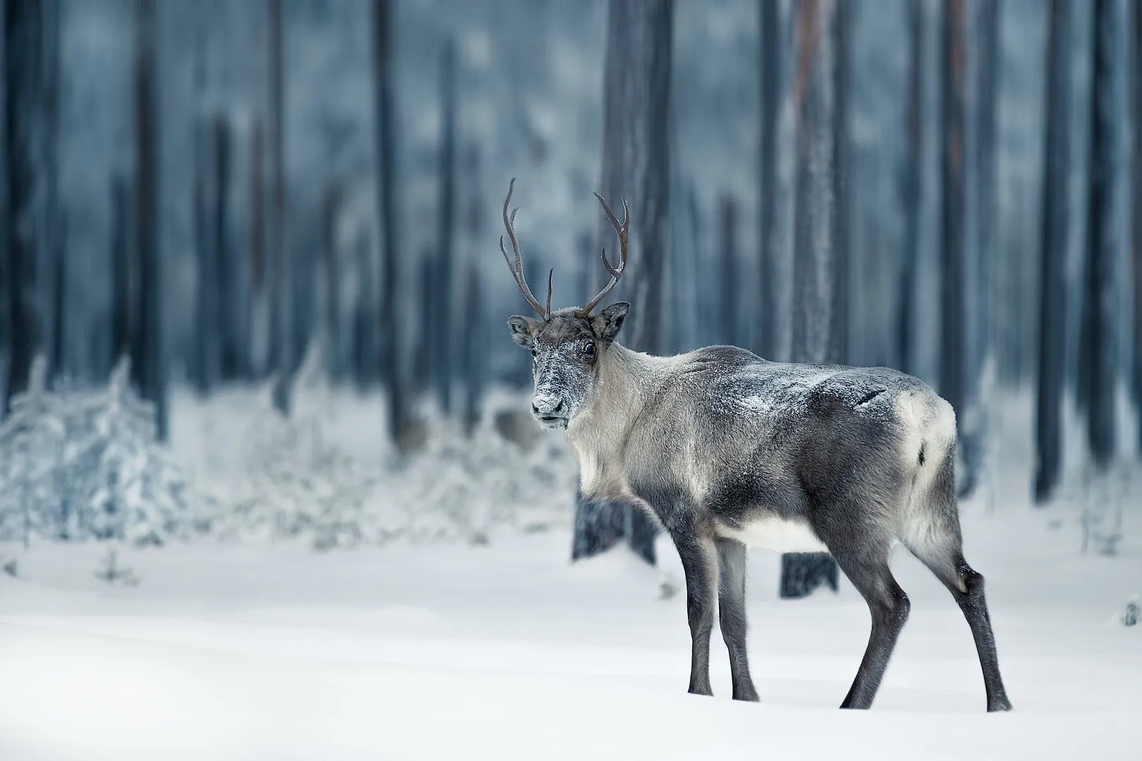 Six destinations hivernales en Europe pour les amoureux de la nature