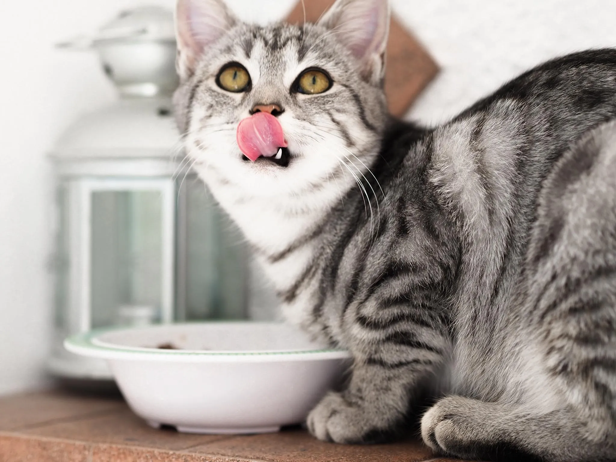 6 choses à ne surtout pas faire avec son chat - Ingrid Van Langhendonck, Photo Paul Hanaoka/ Unsplash