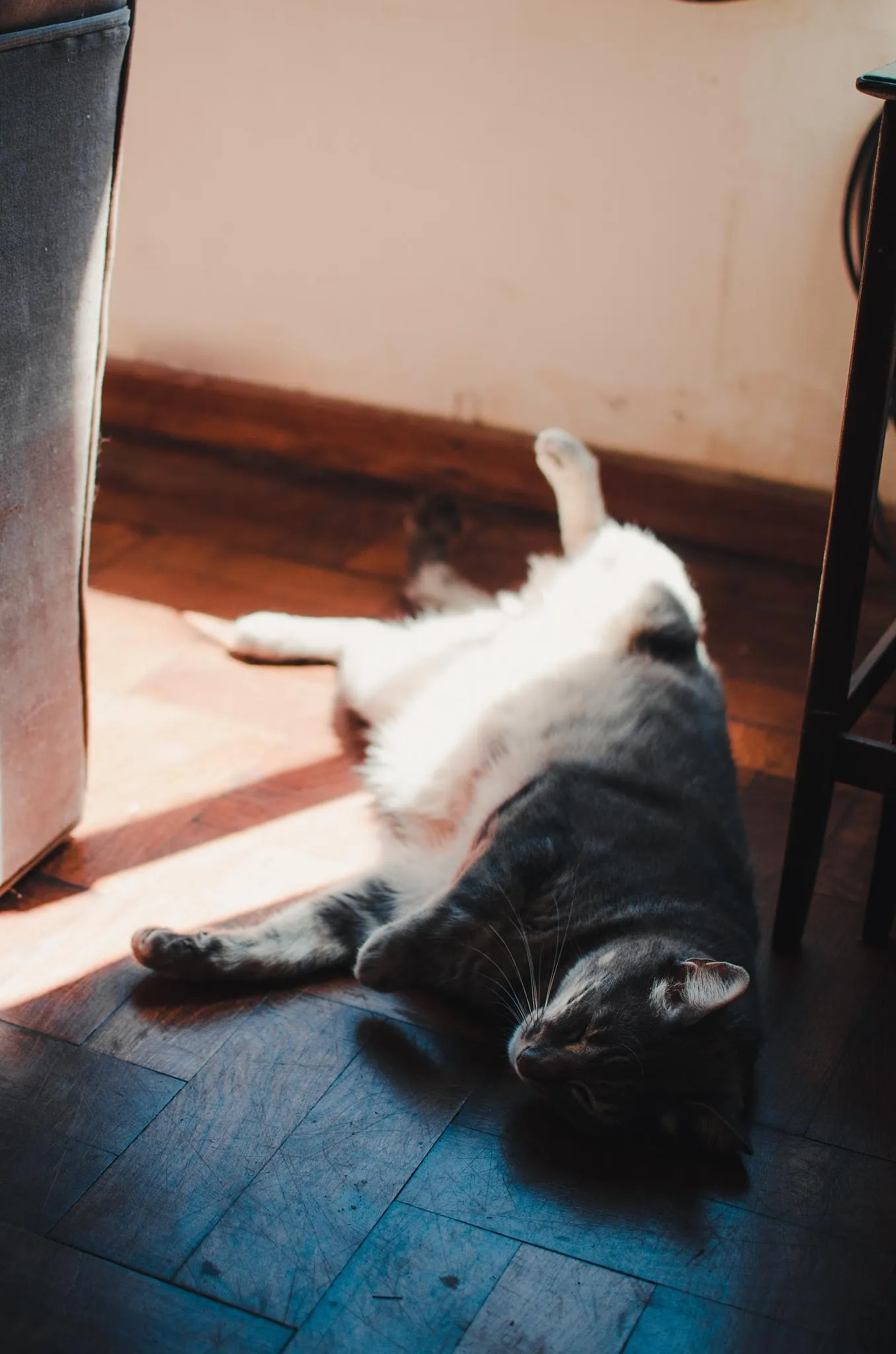 Comment protéger nos animaux de compagnie de la chaleur ? - Par Sigrid Descamps. Photo Ouverture : Stas Svechnikov Pour Unsplash.
