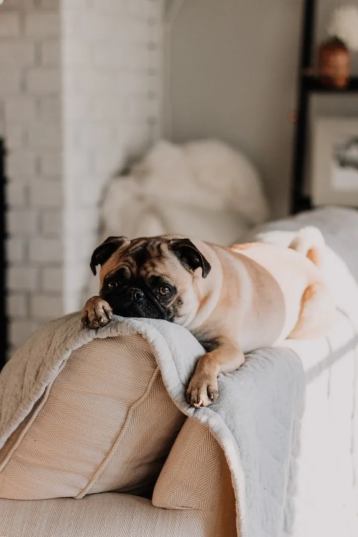 La Génération Rex : ces millennials qui préfèrent avoir un chien plutôt qu'un bébé - Par Cora Delacroix. Photo : Matt Nelson On Unsplash.