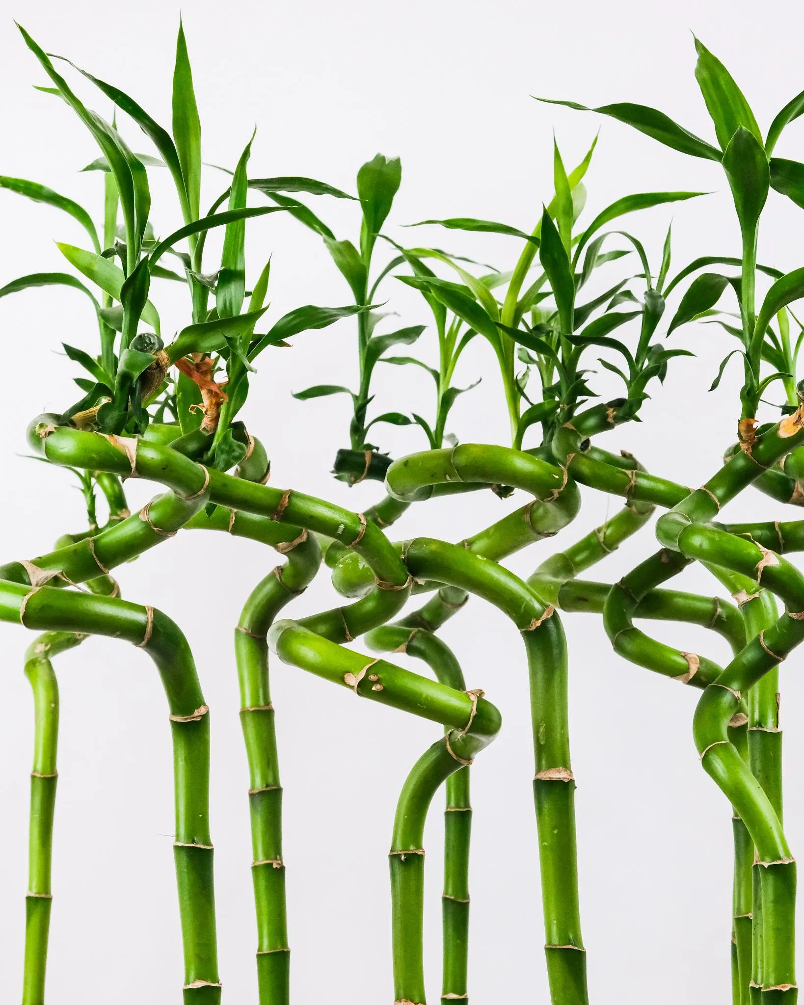 Ondes positives : quelles plantes d’intérieur pour un environnement Feng Shui ? - Par Celia Turpin. Credit Photo : Unsplash / Pixabay