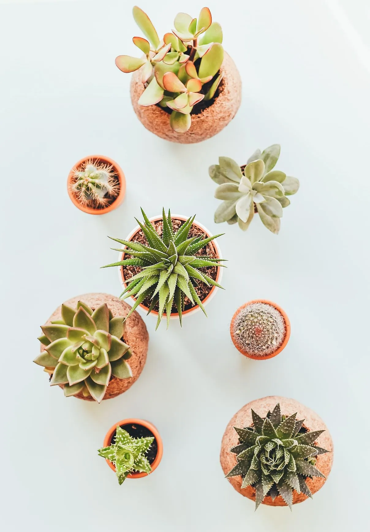 Cinq plantes d’intérieur parfaites si vous n’avez pas la main verte - Coralie Lambret, Photo : Annie Spratt On Unsplash