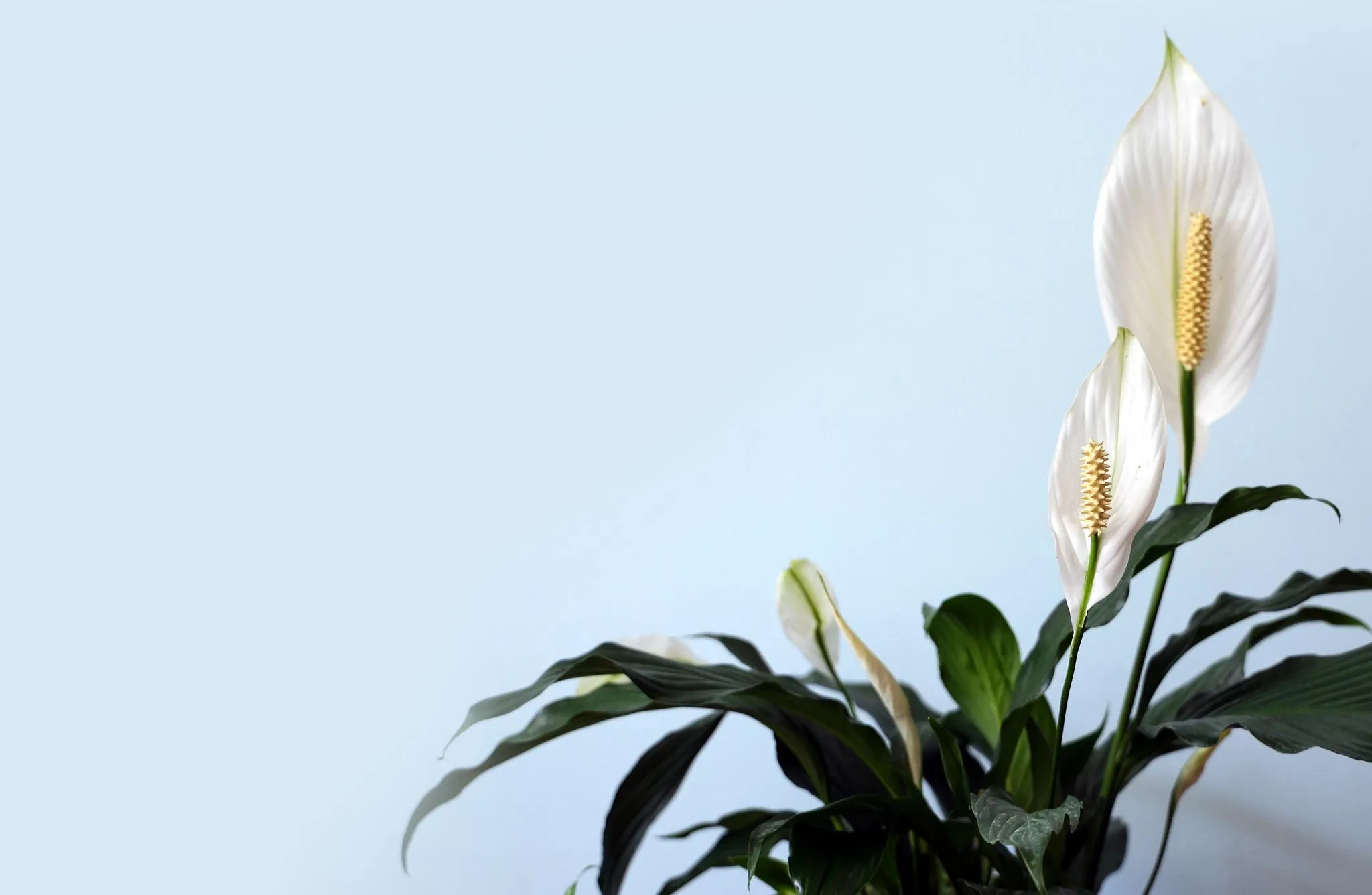 Ondes positives : quelles plantes d’intérieur pour un environnement Feng Shui ? - Par Celia Turpin. Credit Photo : Unsplash / Pixabay