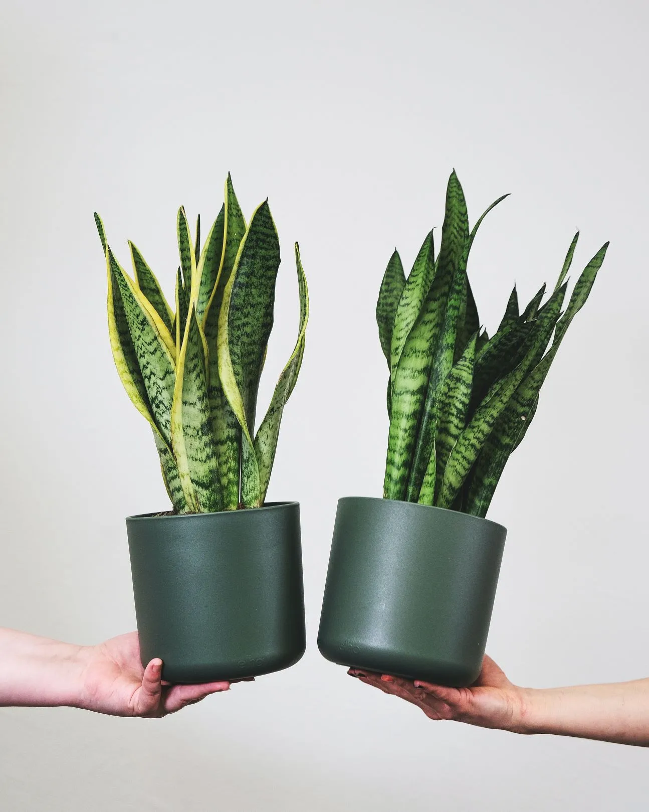 Cinq plantes d’intérieur parfaites si vous n’avez pas la main verte - Coralie Lambret, Photo : Annie Spratt On Unsplash