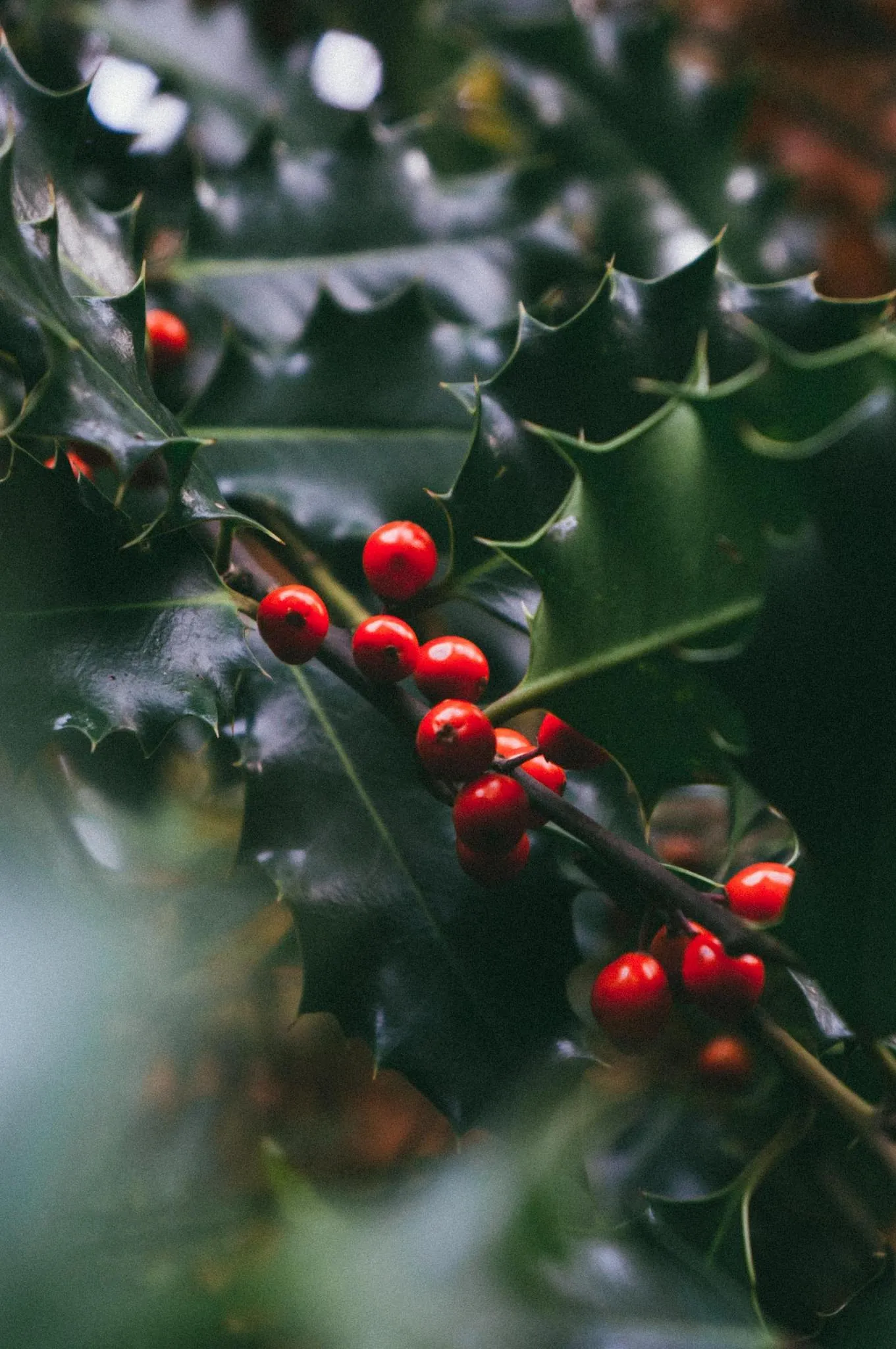 Pourquoi s'embrasse-t-on sous le gui au Nouvel An ? - Par Sigrid Descamps. Photos Unsplash.