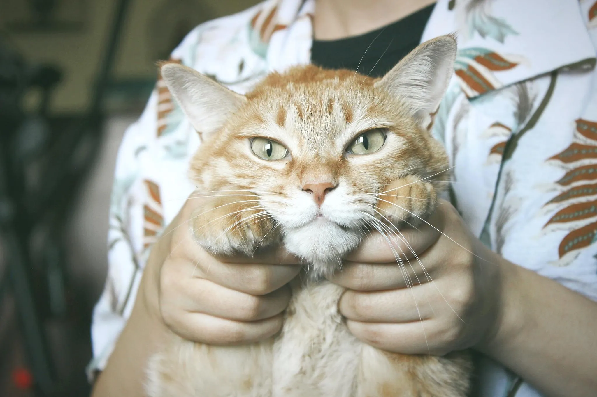 6 choses à ne surtout pas faire avec son chat - Ingrid Van Langhendonck, Photo Paul Hanaoka/ Unsplash