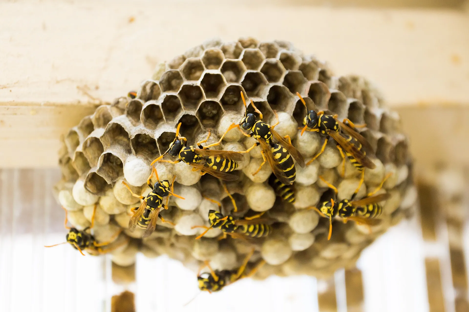 Nid de guêpes, de frelons, d’abeilles… Quand et qui appeler pour s’en débarrasser ? - Par Sigrid Descamps. Photo Victor Grabarczyk Pour Unsplash.