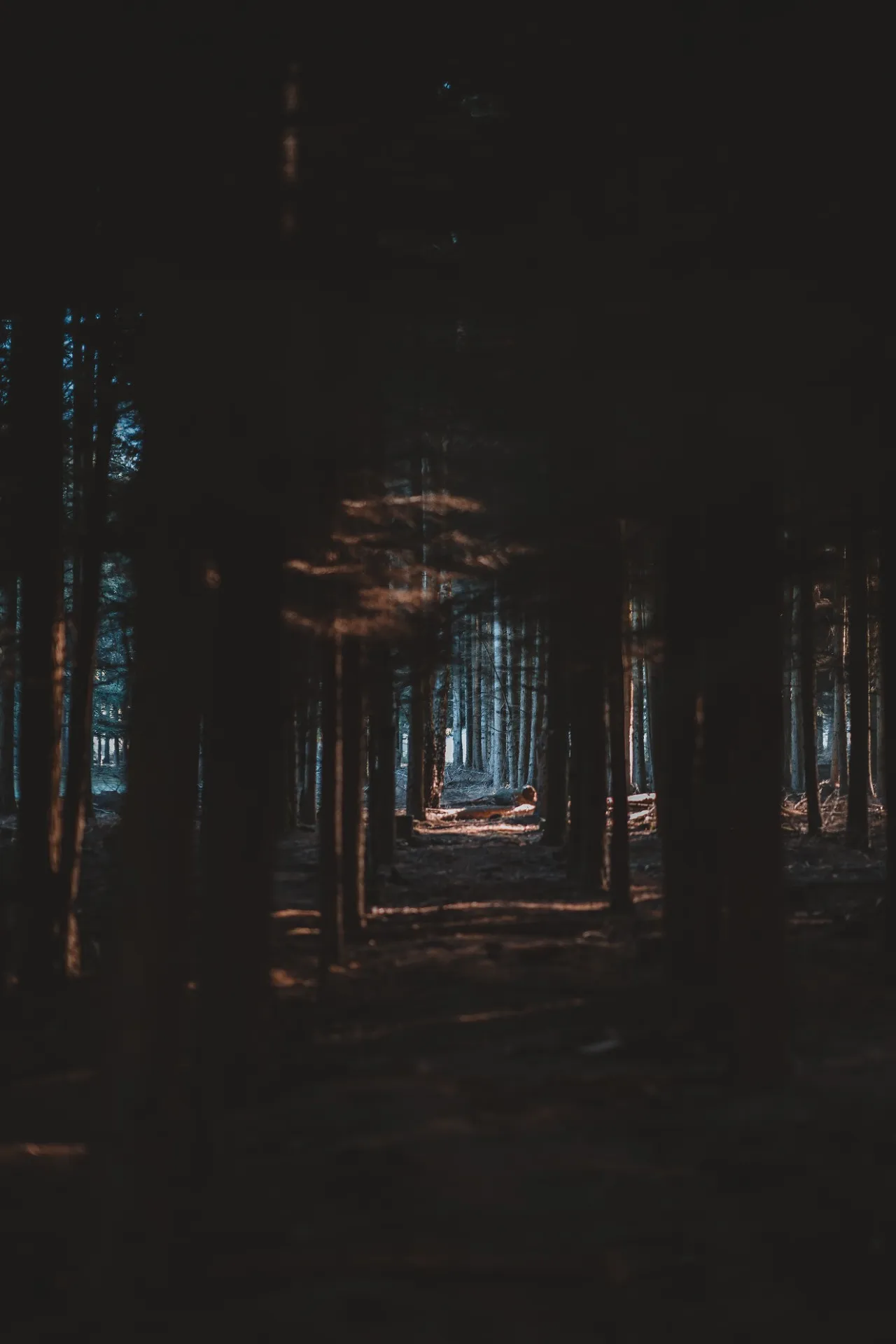 Des films et séries qui vont vous faire voyager - Par Younes Demeyer. Photo By Raimond Klavins - Jon Flobrant - Daniele Salutari - Francesco Ungaro - Annie Spratt - Priscilla Du Preez - Jorik Kleen On Unsplash.