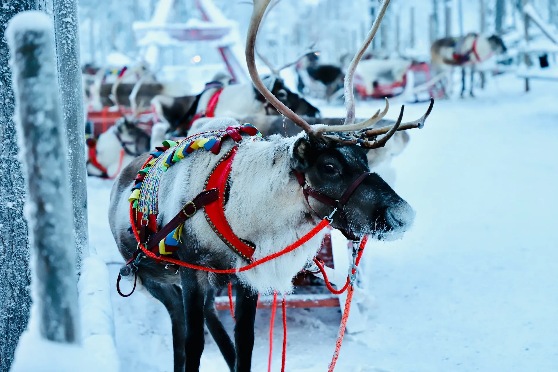 Laponie : combien ça coûte d’aller voir le Père Noël ? - Ingrid Van Langhendonck, Photo Unsplash