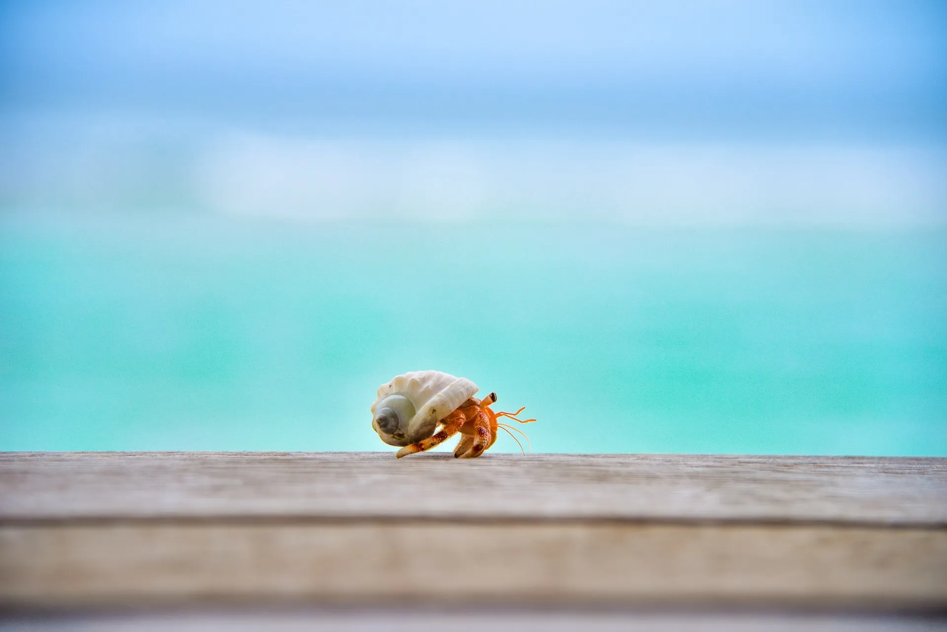 Pourquoi il faut arrêter de ramasser les coquillages sur la plage - Par Sigrid Descamps. Photo D'ouverture : George Dagerotip/Unsplash