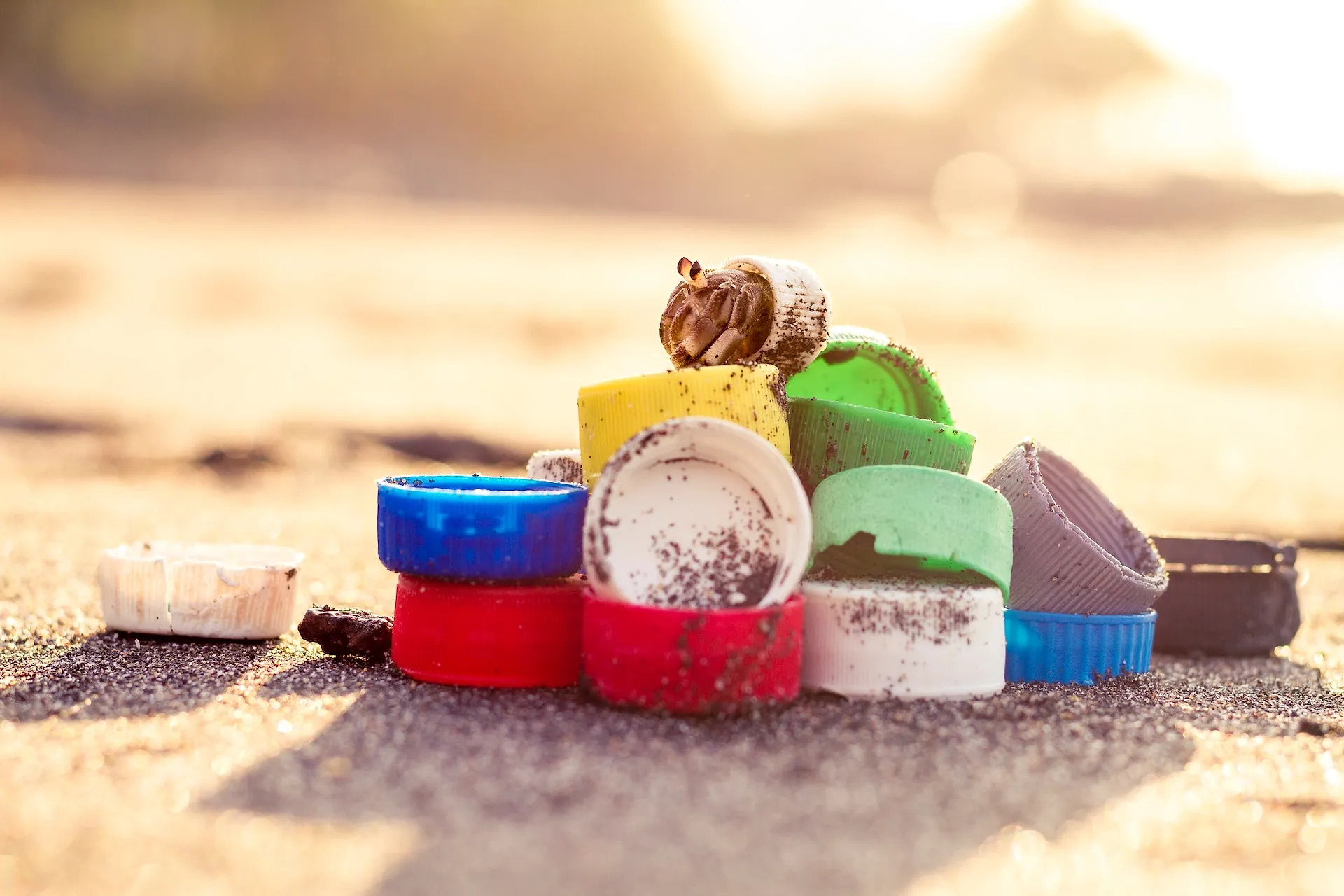 Pourquoi il faut arrêter de ramasser les coquillages sur la plage - Par Sigrid Descamps. Photo D'ouverture : George Dagerotip/Unsplash