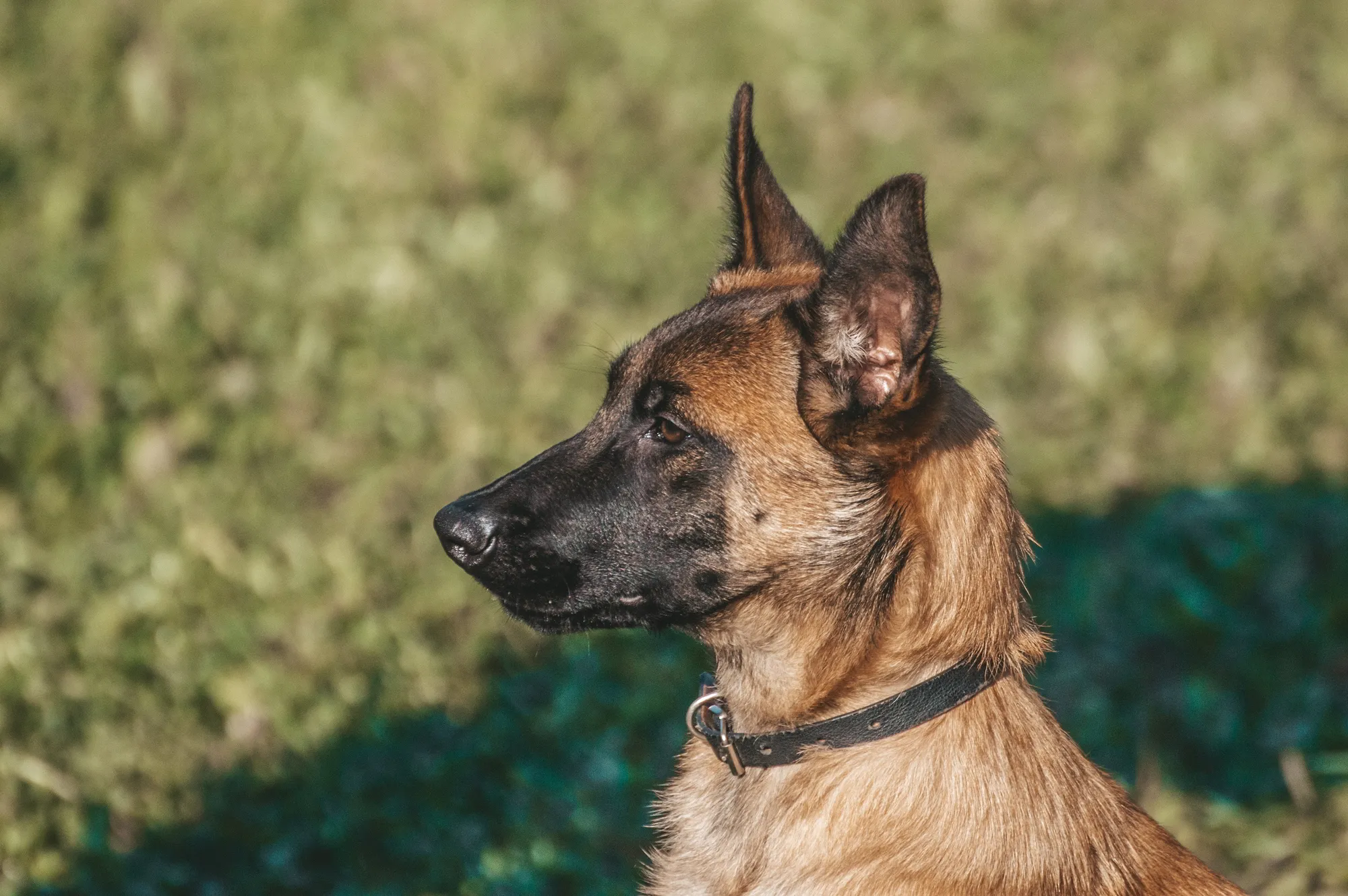 La race de chien la plus intelligente au monde est belge selon une étude - Par Sigrid Descamps. Photos : Anton Kudryashov/Pexels