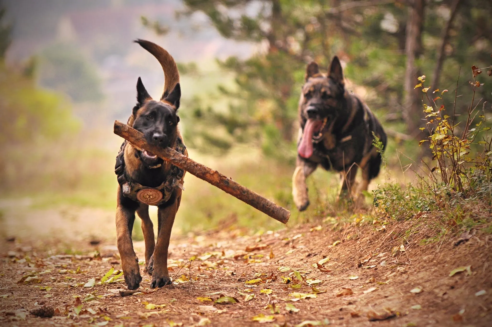 La race de chien la plus intelligente au monde est belge selon une étude - Par Sigrid Descamps. Photos : Anton Kudryashov/Pexels