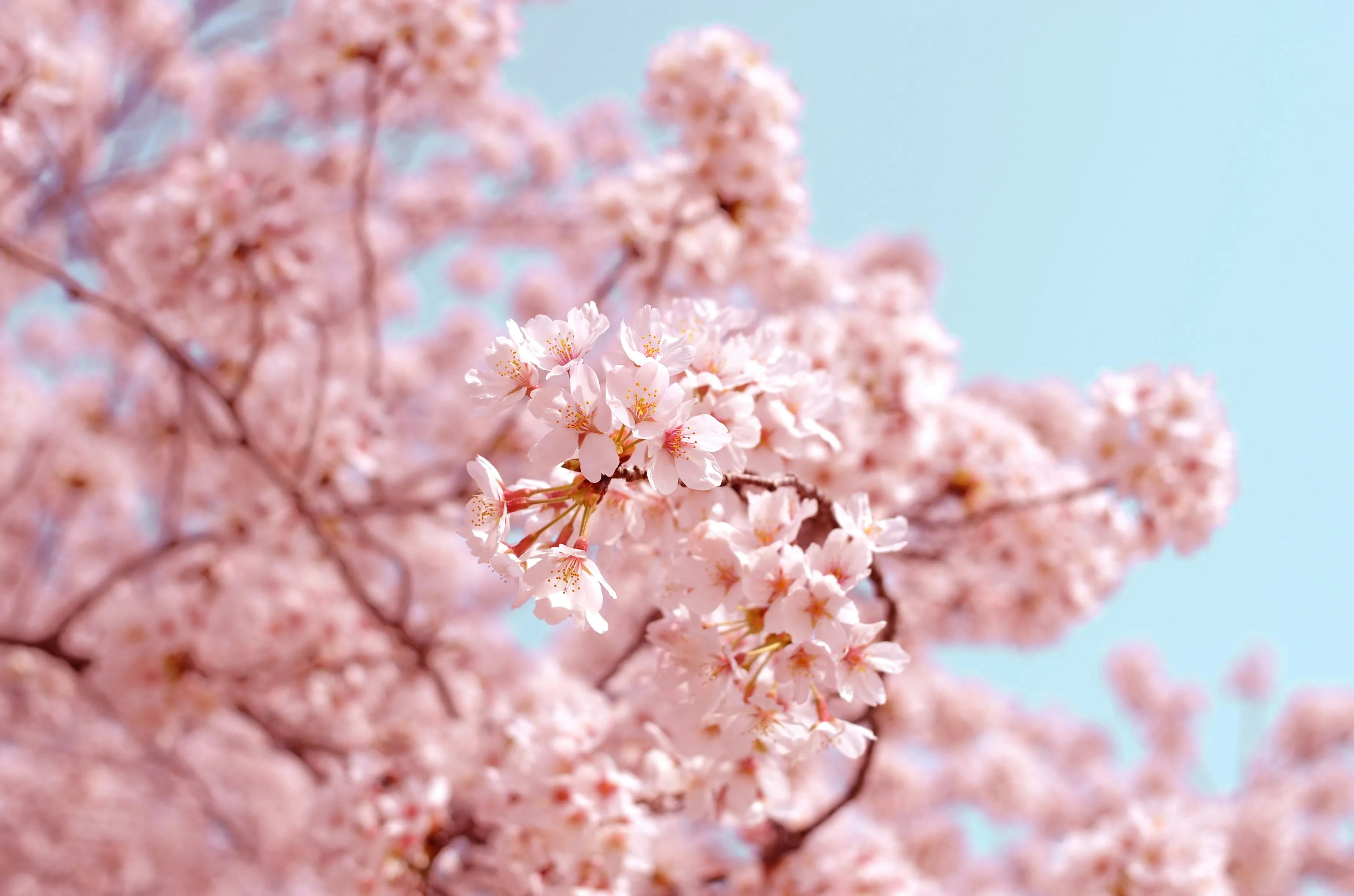 Festival de cerisiers du Japon, trésors Art déco à découvrir… six sorties pour profiter ce week-end - Unsplash - Charlotte Smoos