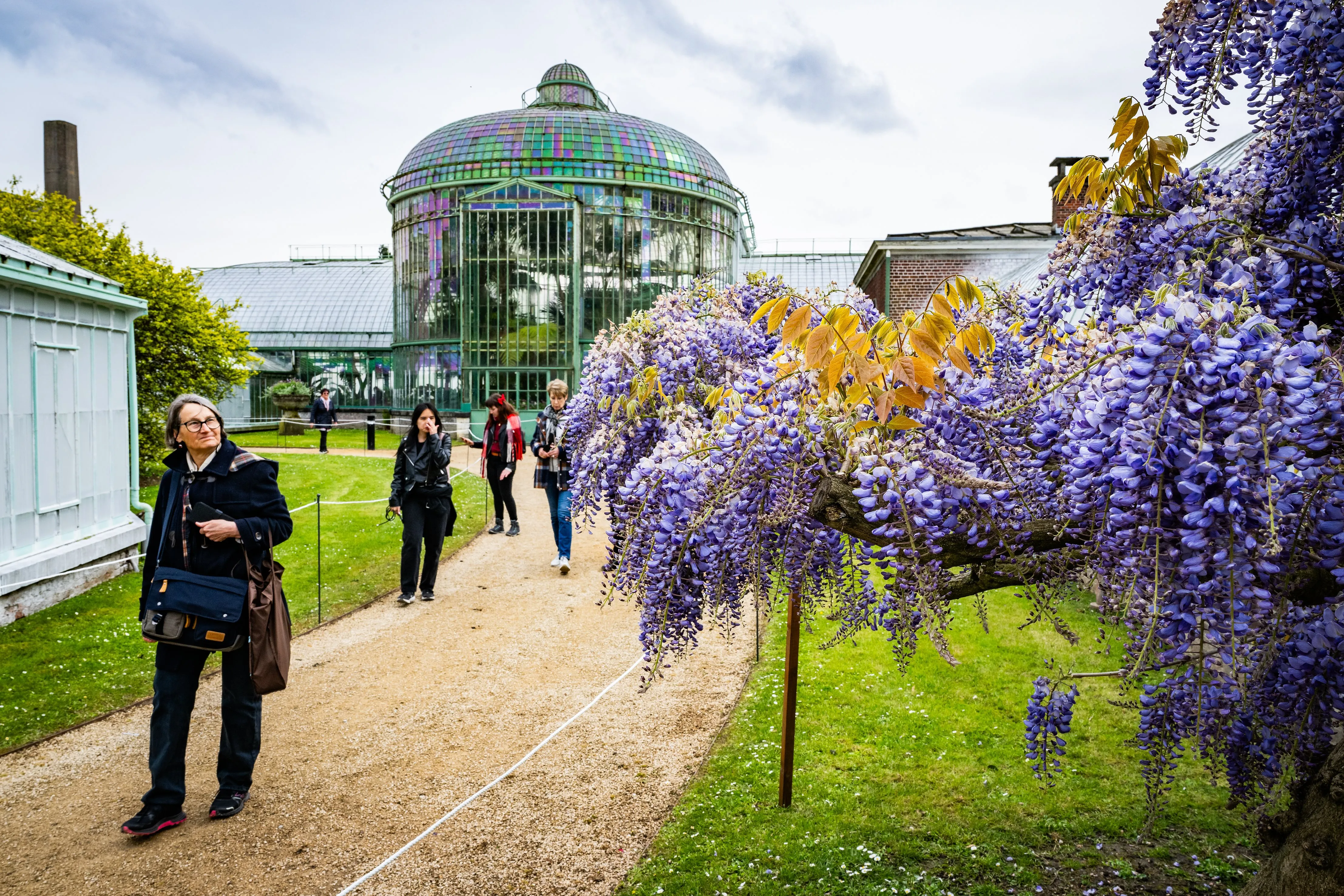 Pourquoi la visite des Serres royales de Laeken est le rendez-vous printanier à ne pas manquer - Photo News/Joel Hoylaerts - Audrey Morard
