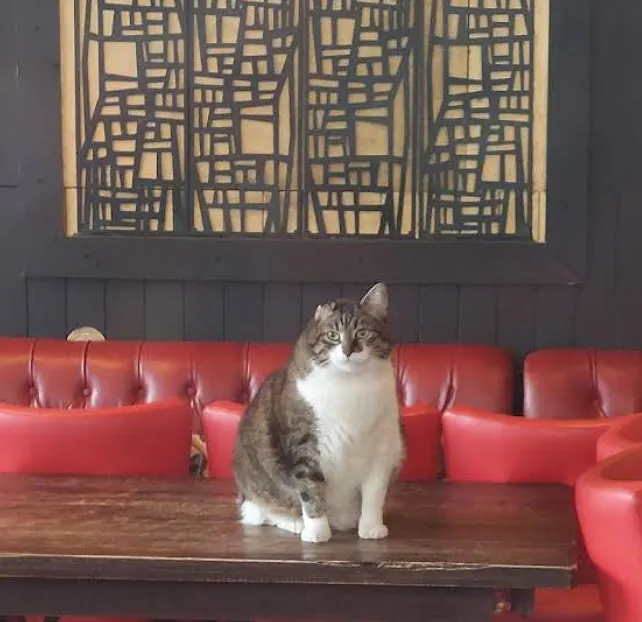Le « chat de Bruxelles », la nouvelle attraction qui agite la capitale - Google Maps/Vanessa Cline - Audrey Morard