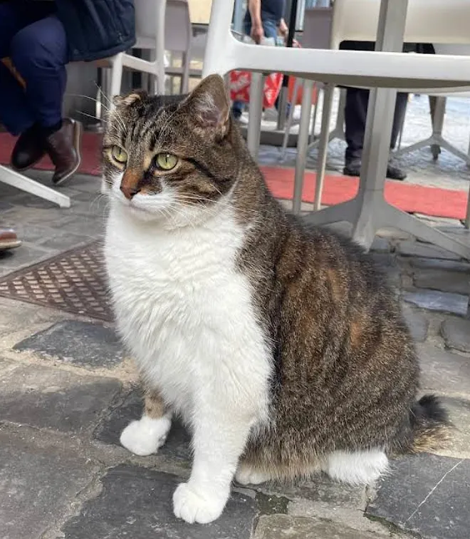 Le « chat de Bruxelles », la nouvelle attraction qui agite la capitale - Google Maps/Beyonce Acidera - Audrey Morard