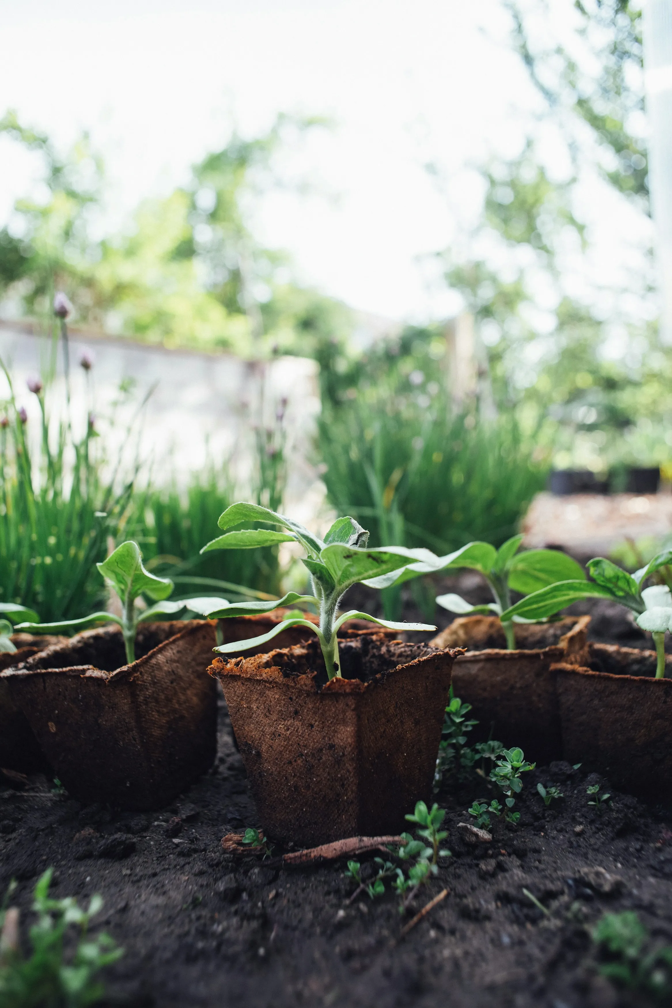 25°C ce week-end: comment préserver ses plantes des chaleurs précoces - Unsplash - Rédaction