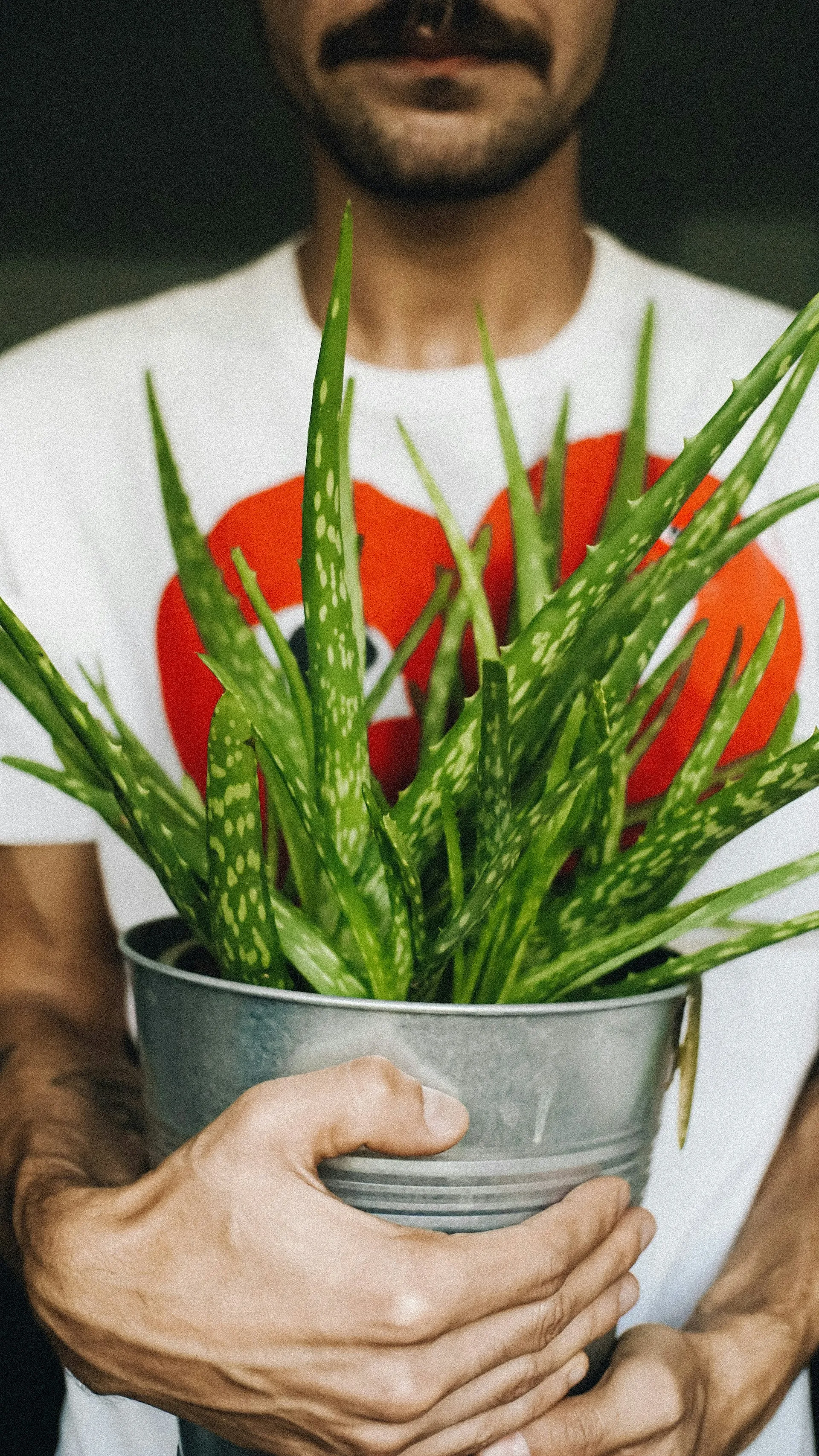 Chaleur en Belgique : sept plantes pour rafraîchir notre intérieur - Cristi Ursea - Unsplash