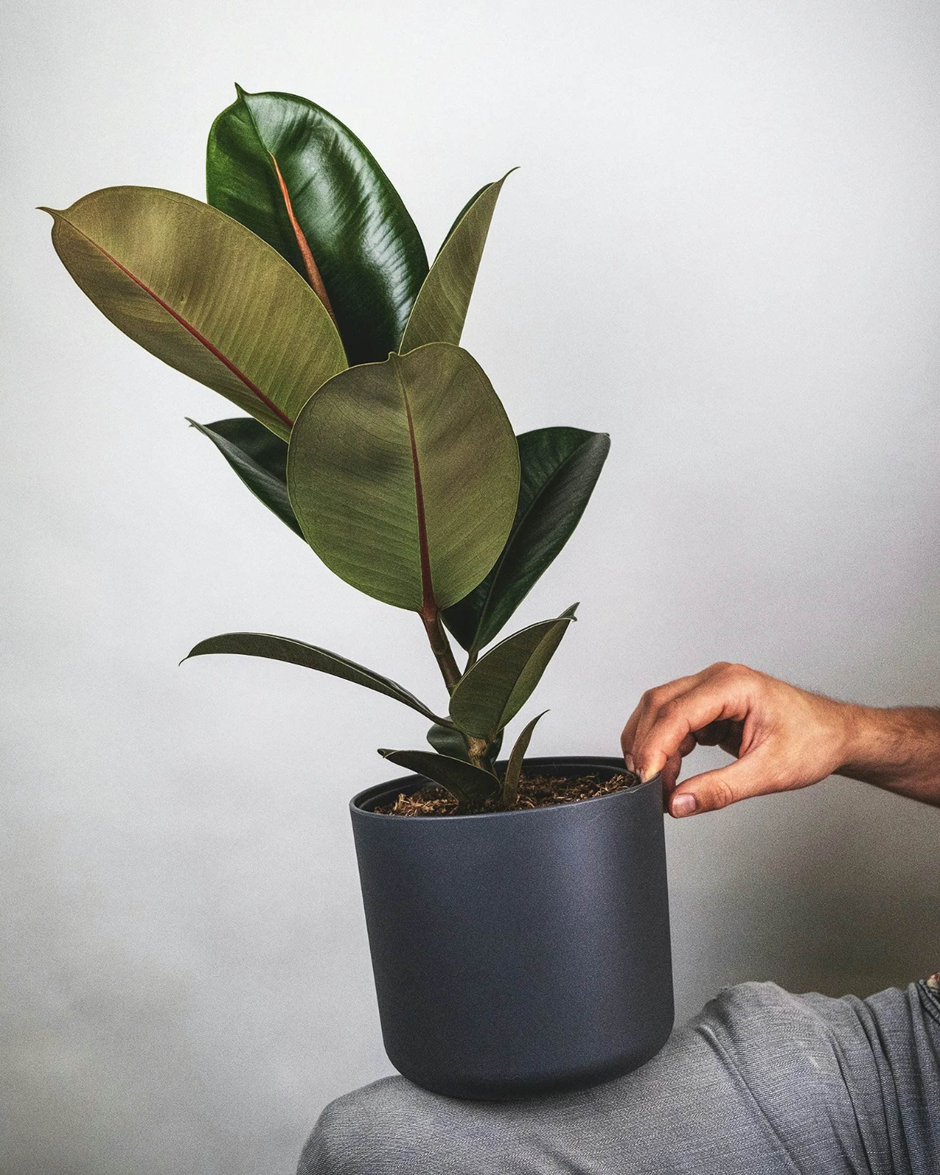 Chaleur en Belgique : sept plantes pour rafraîchir notre intérieur - Feey sur Unsplash