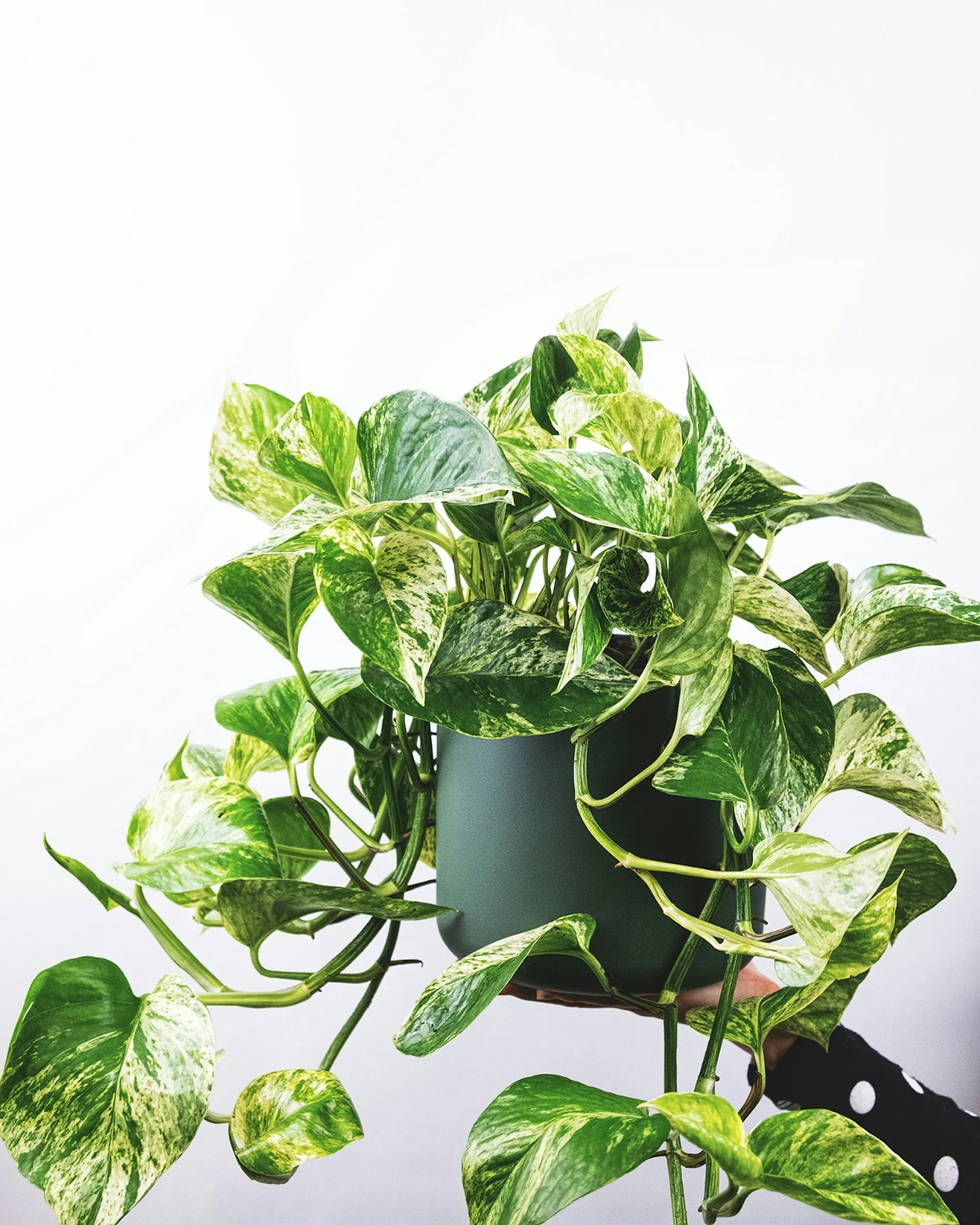 Chaleur en Belgique : sept plantes pour rafraîchir notre intérieur - Unsplash