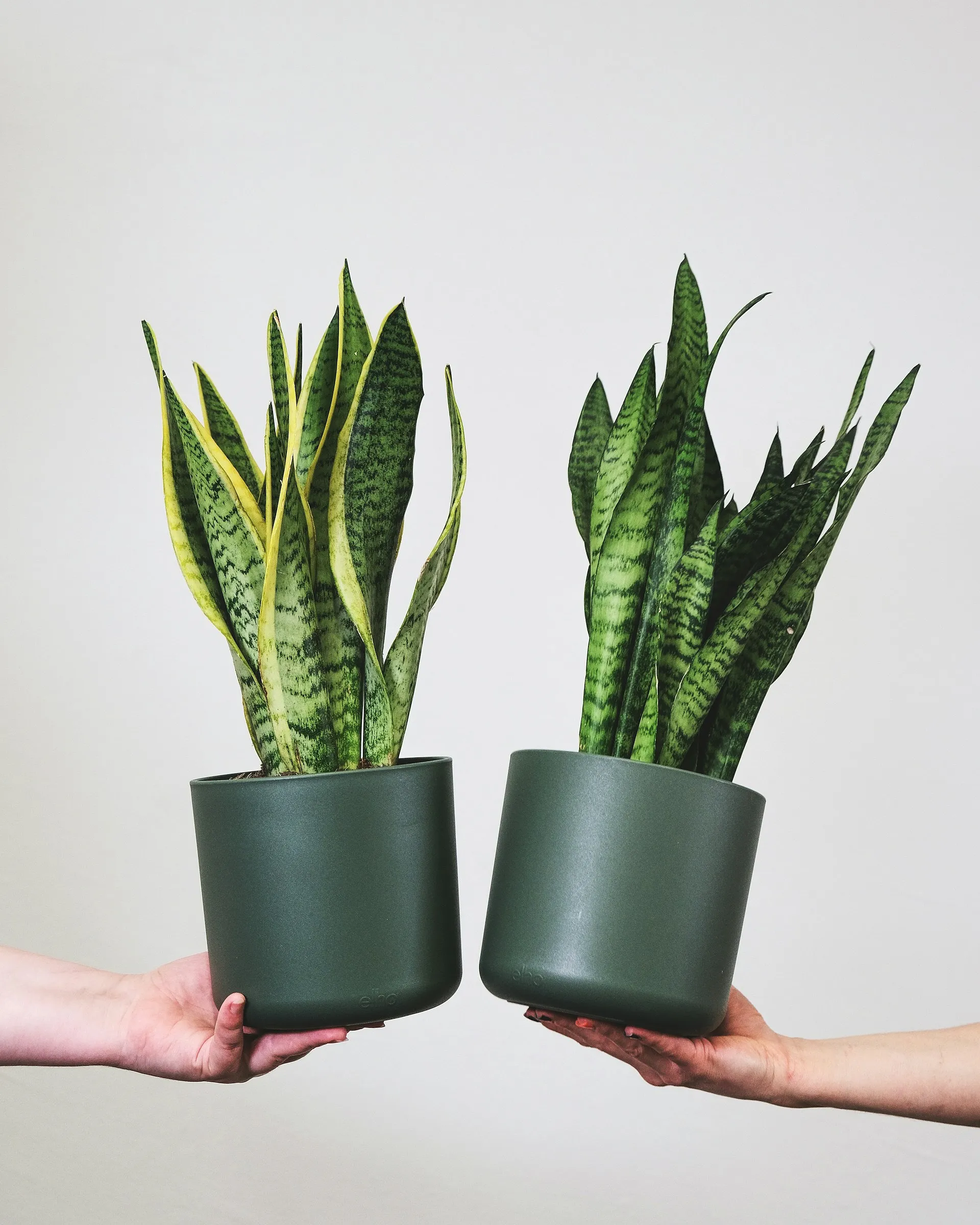 Chaleur en Belgique : sept plantes pour rafraîchir notre intérieur - Feey sur Unsplash