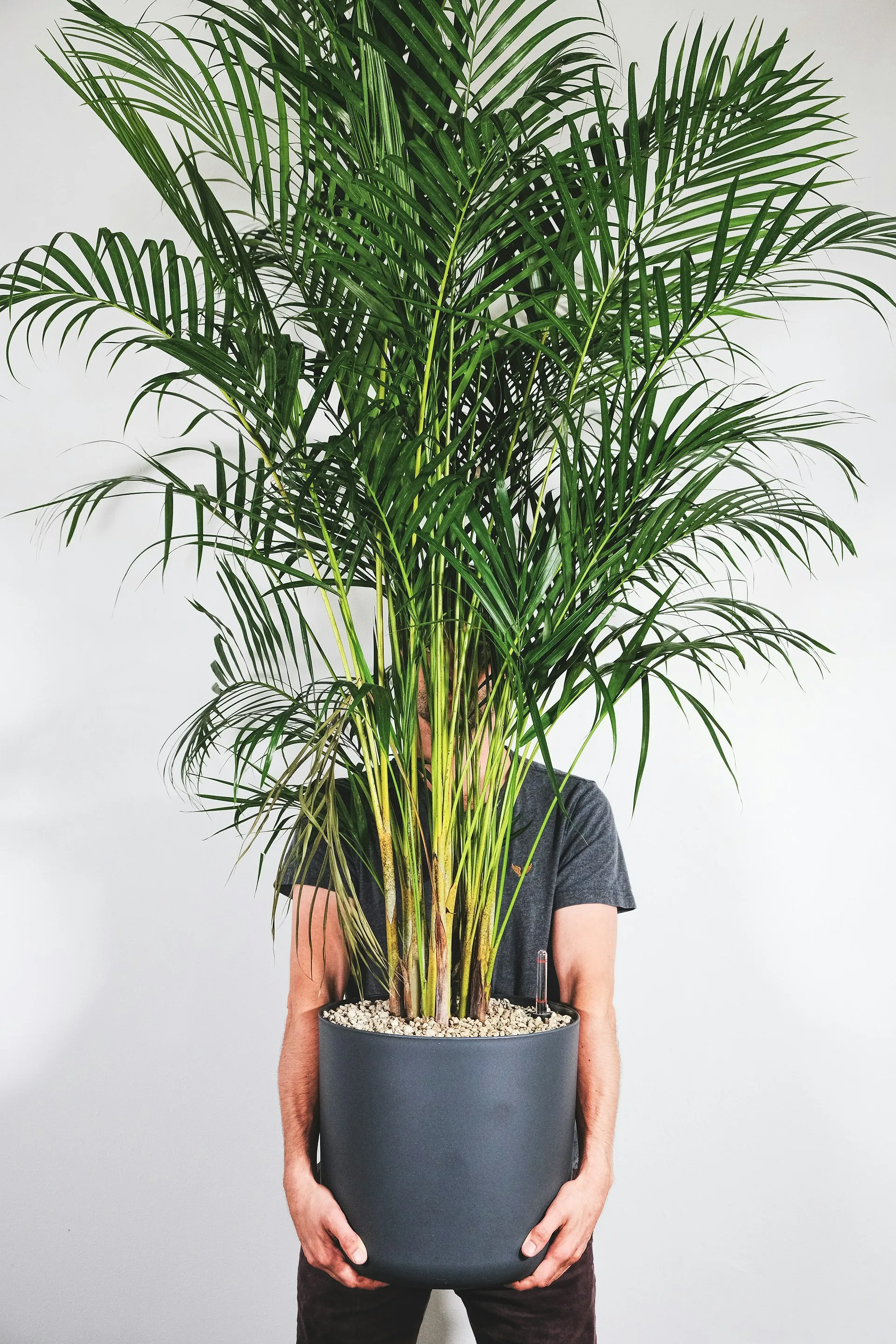 Chaleur en Belgique : sept plantes pour rafraîchir notre intérieur - Feey sur Unsplash
