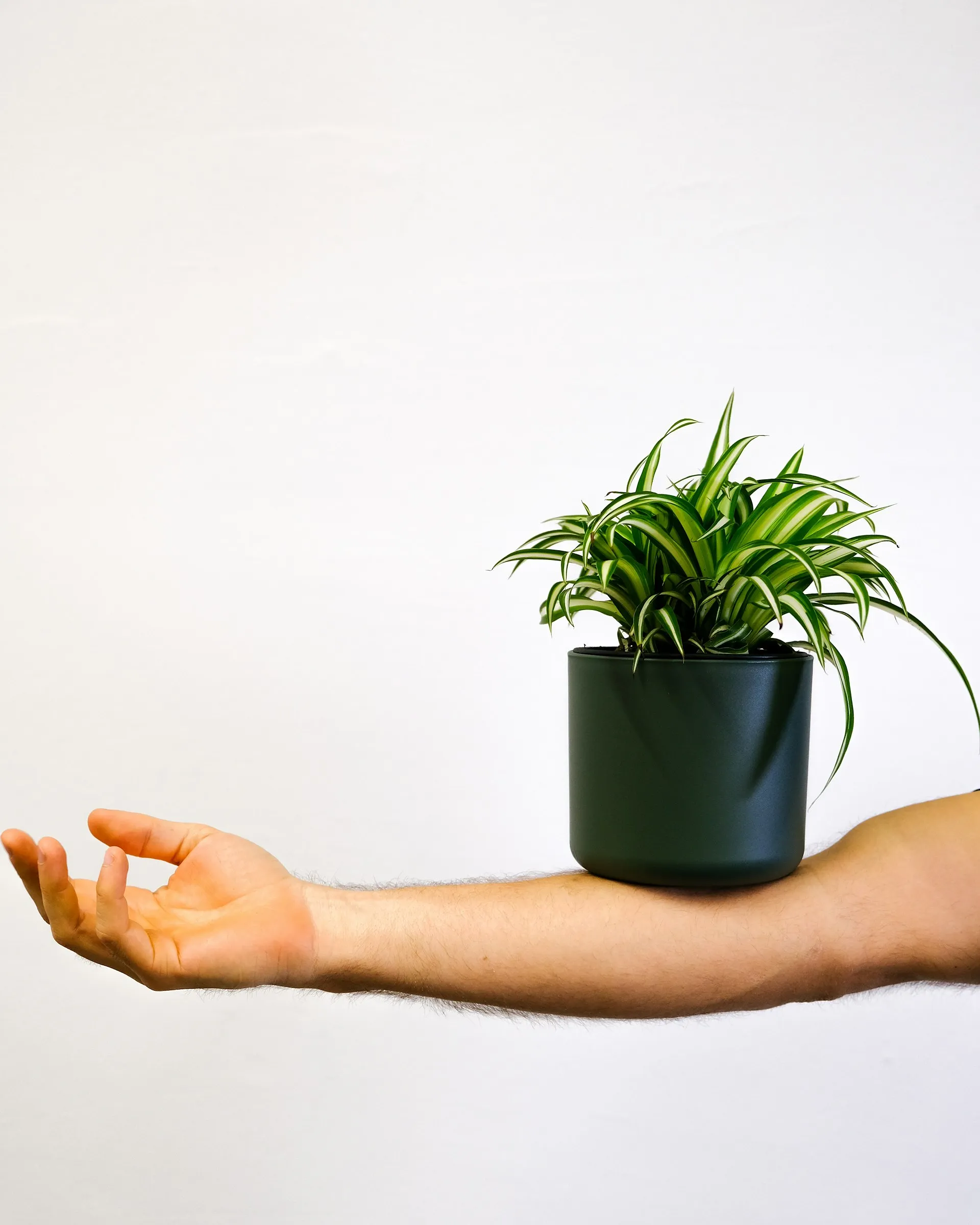 Chaleur en Belgique : sept plantes pour rafraîchir notre intérieur - Feey sur Unsplash